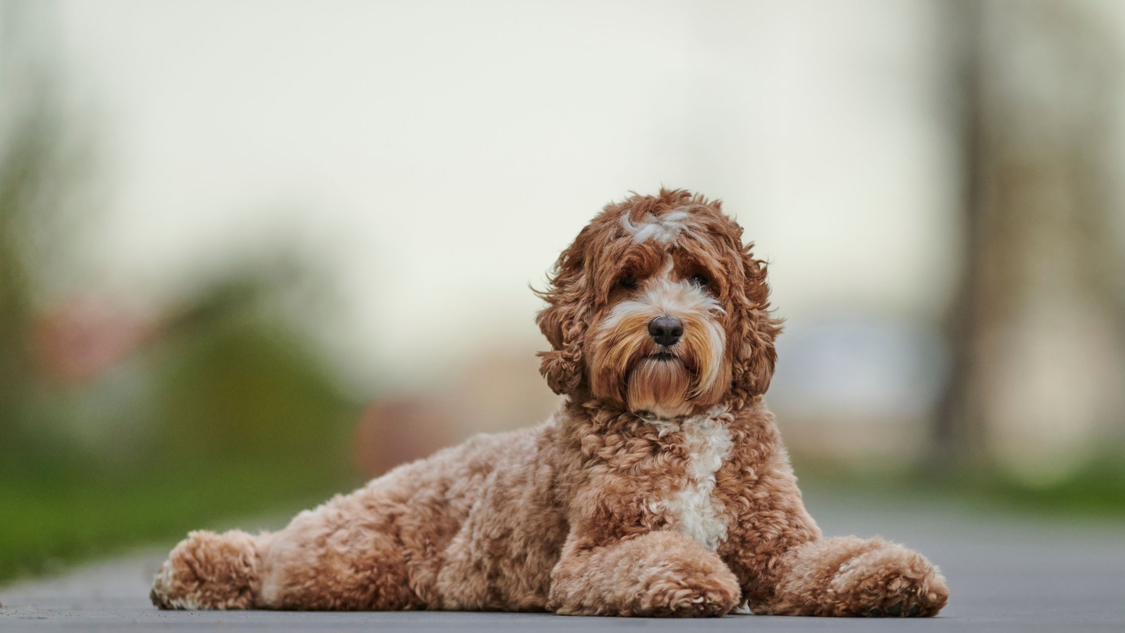 Top 10 hypoallergene honden: voor mensen met een allergie
