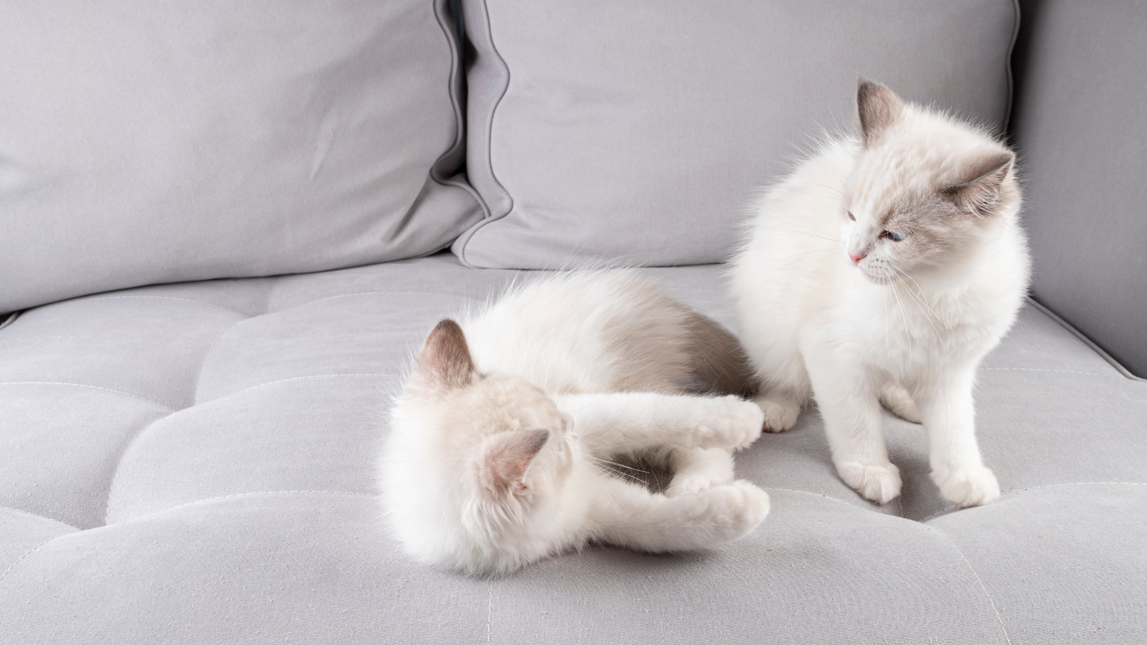 Een tweede kat erbij? Zo laat je de kennismaking soepel verlopen