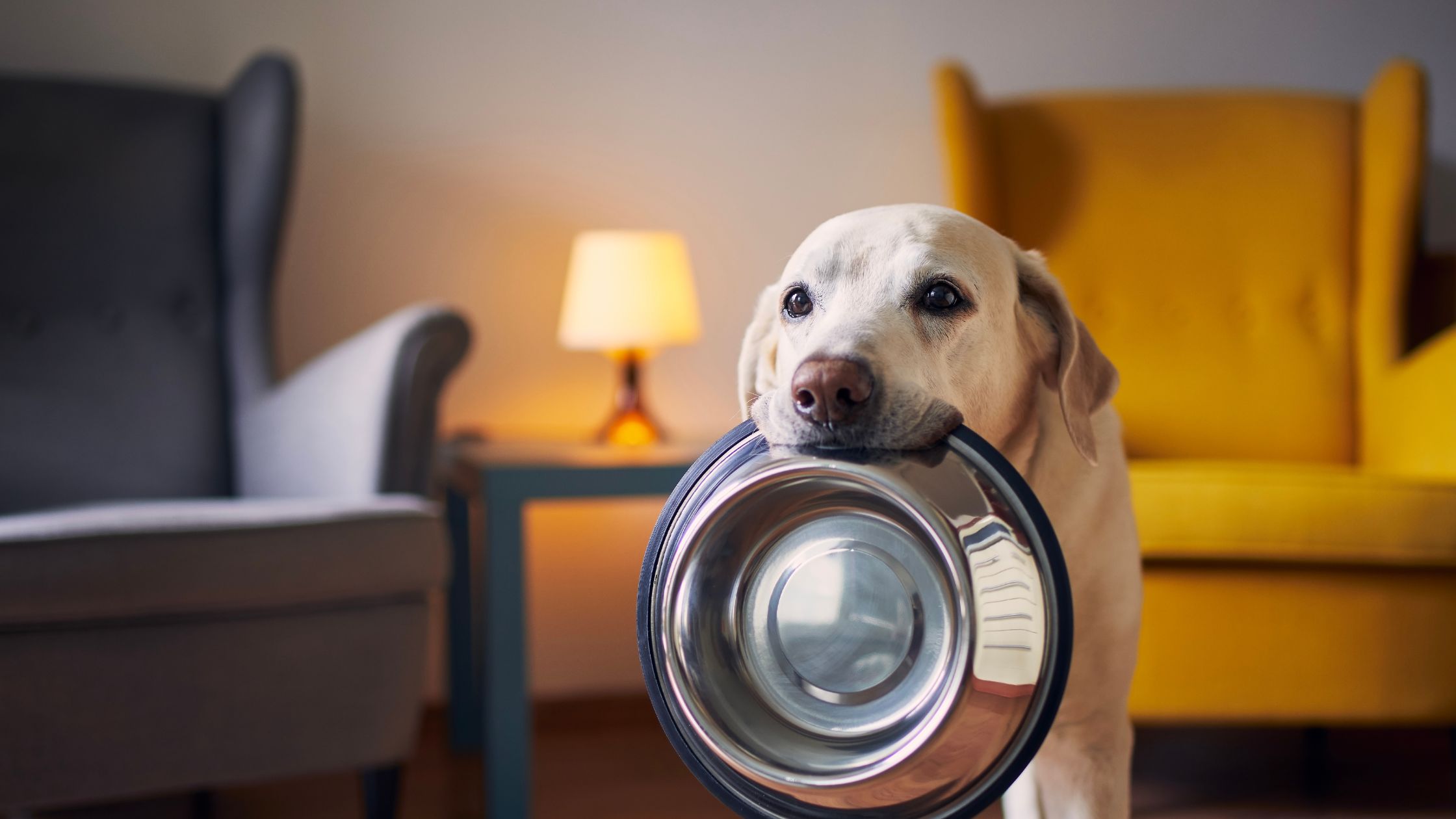 Welk type voerbak is het beste voor jouw hond?