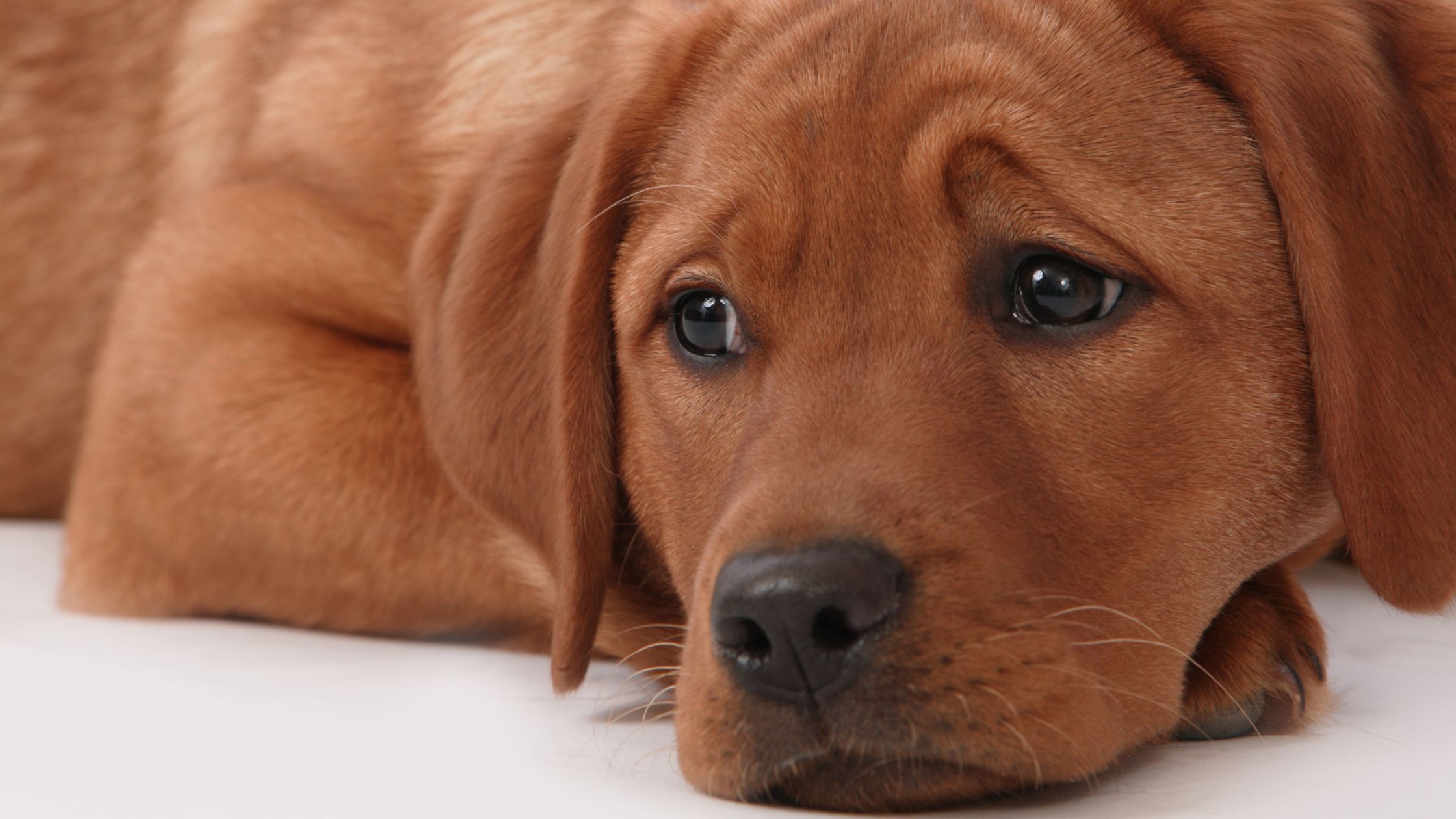 Een jonge bruine pup met grote, donkere ogen ligt op de grond en kijkt verdrietig of vermoeid voor zich uit.