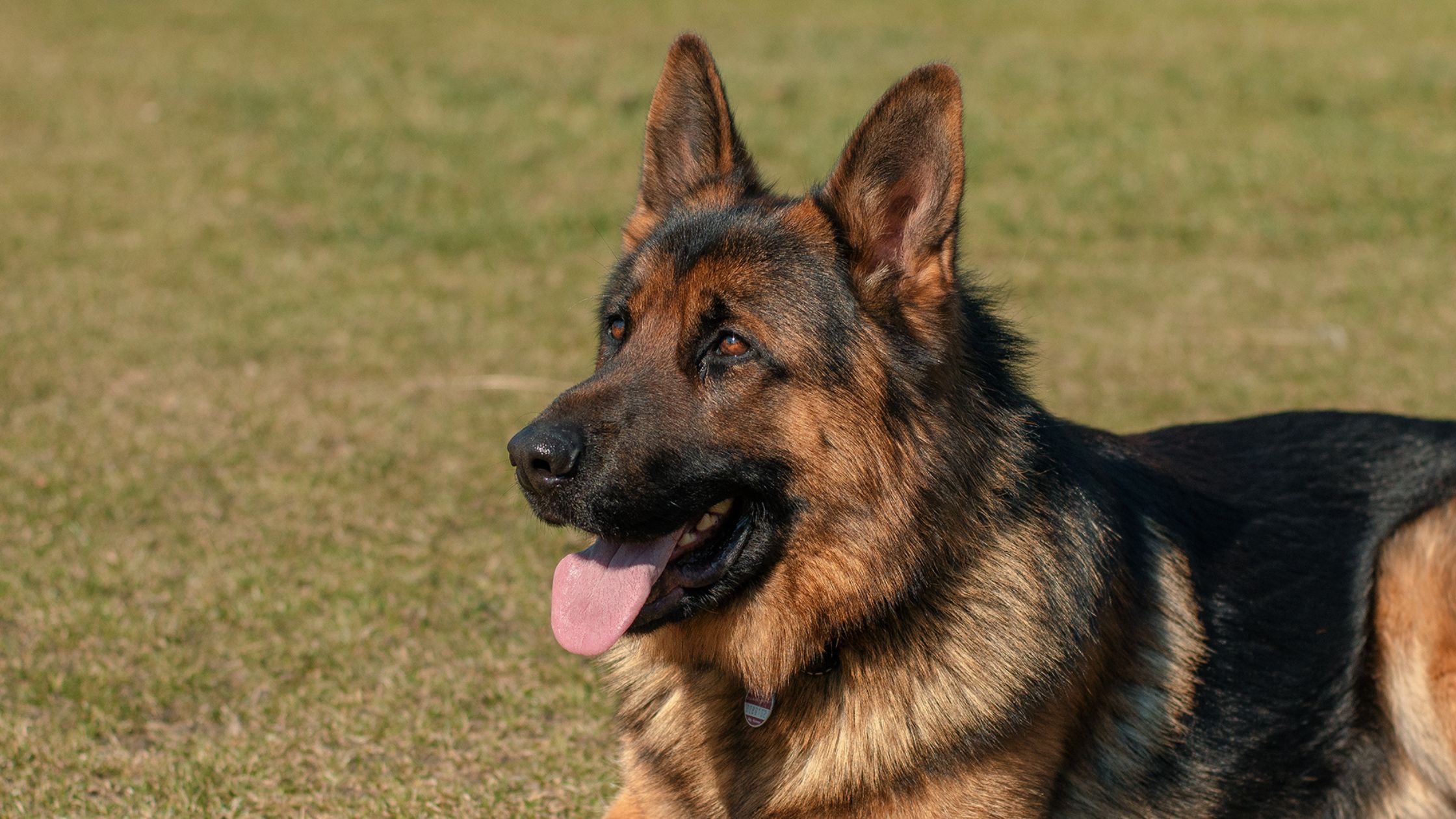 Een Duitse herder ligt op het gras met zijn tong uit de bek en kijkt alert in de verte.