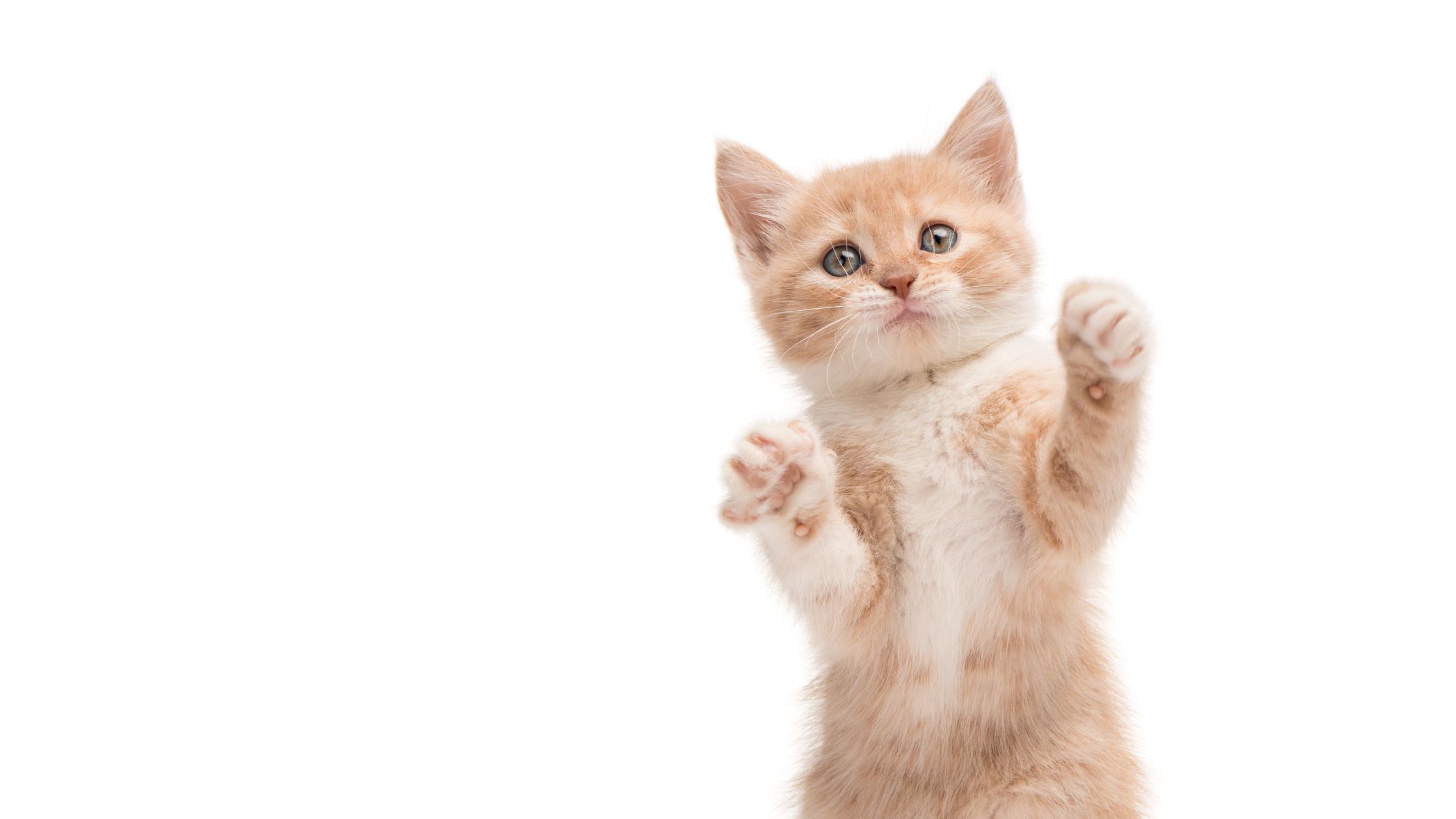 Wanneer worden kittens rustiger?