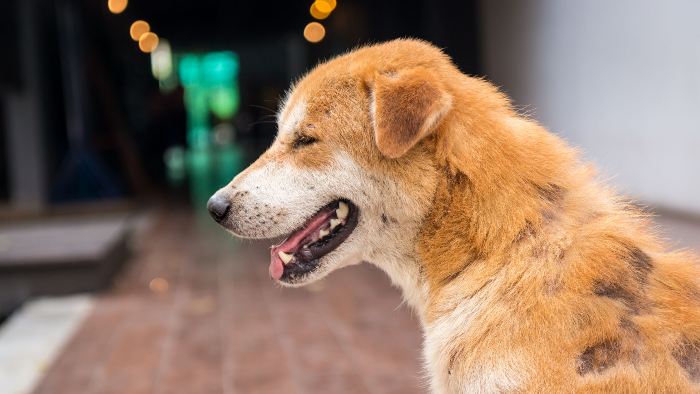 Een hond met bruine en witte vacht zit op een tegelvloer; de hond heeft kale plekken in zijn vacht en houdt zijn bek halfopen alsof hij hijgt.