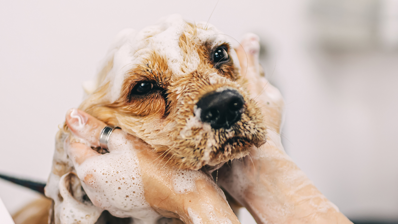 Een hond met een lichte vacht wordt gewassen; zijn kop zit vol met schuim terwijl iemand voorzichtig zijn gezicht inzeept.