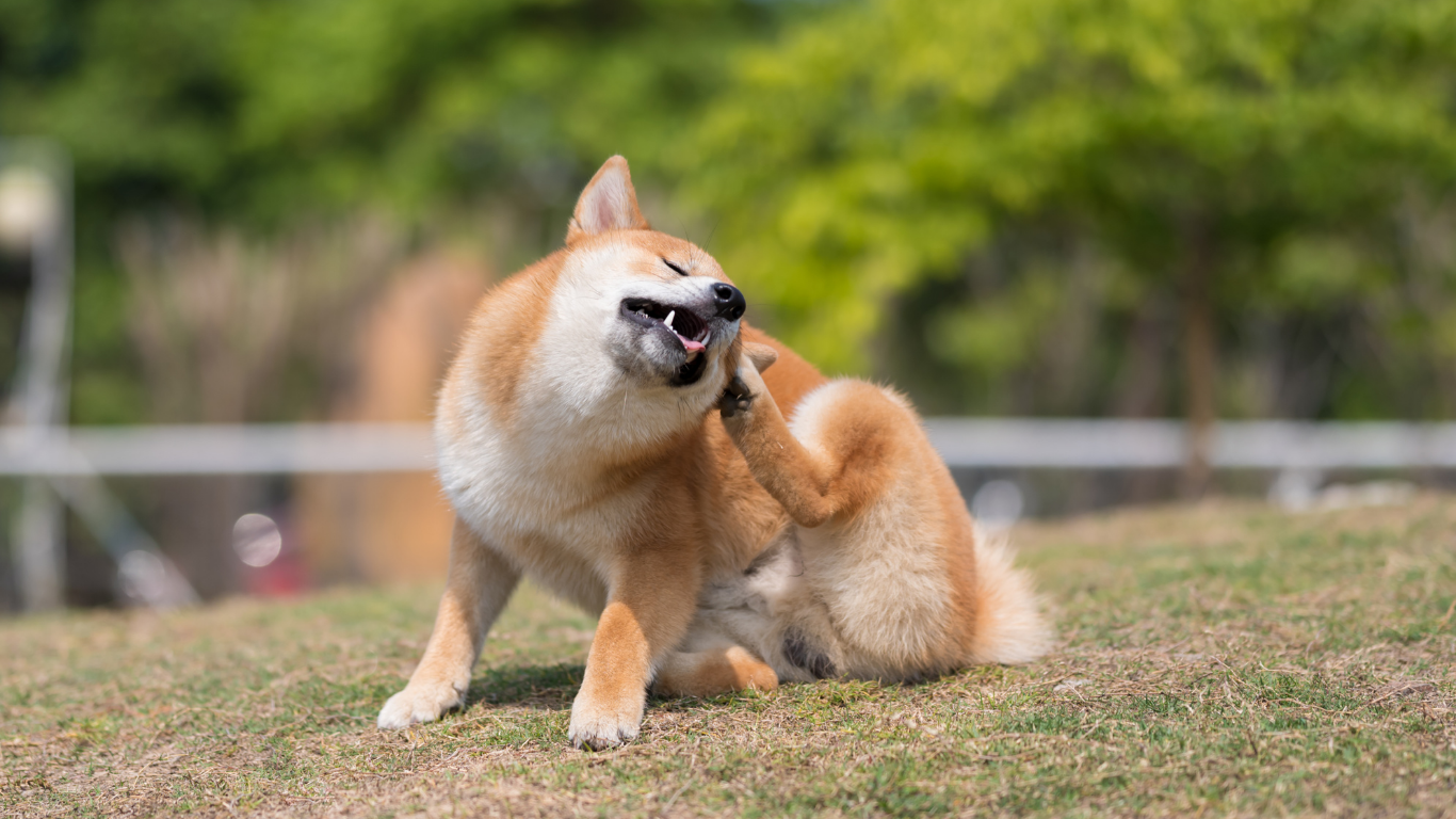 Een hond met een rood-witte vacht zit op de grond en krabt zich met zijn achterpoot achter het oor, terwijl hij zijn ogen dichtknijpt.