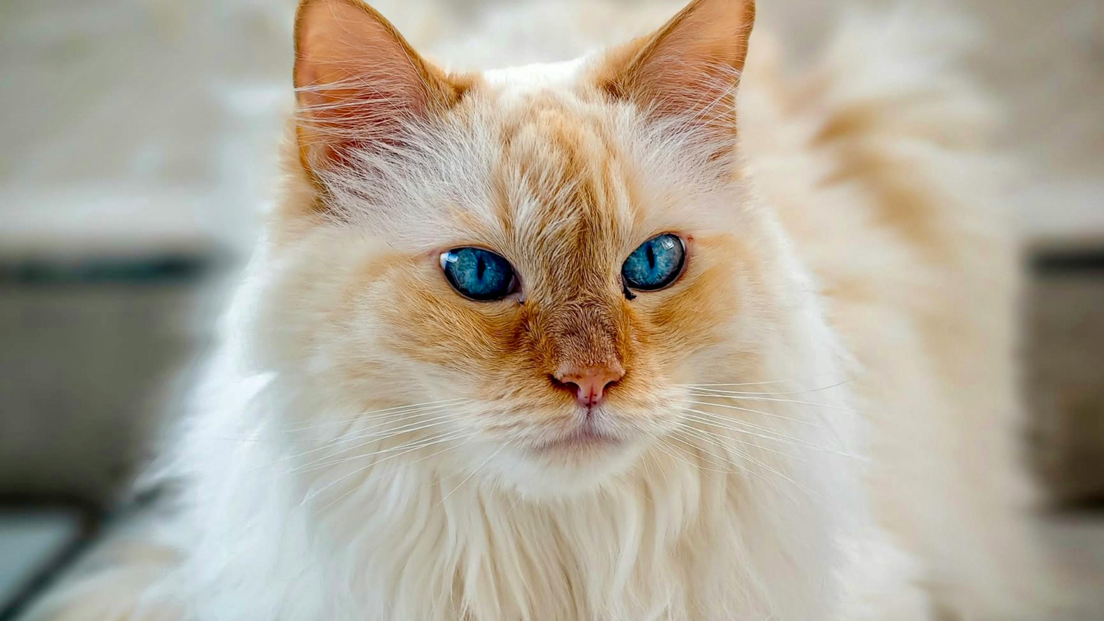 Balinese PetSecur