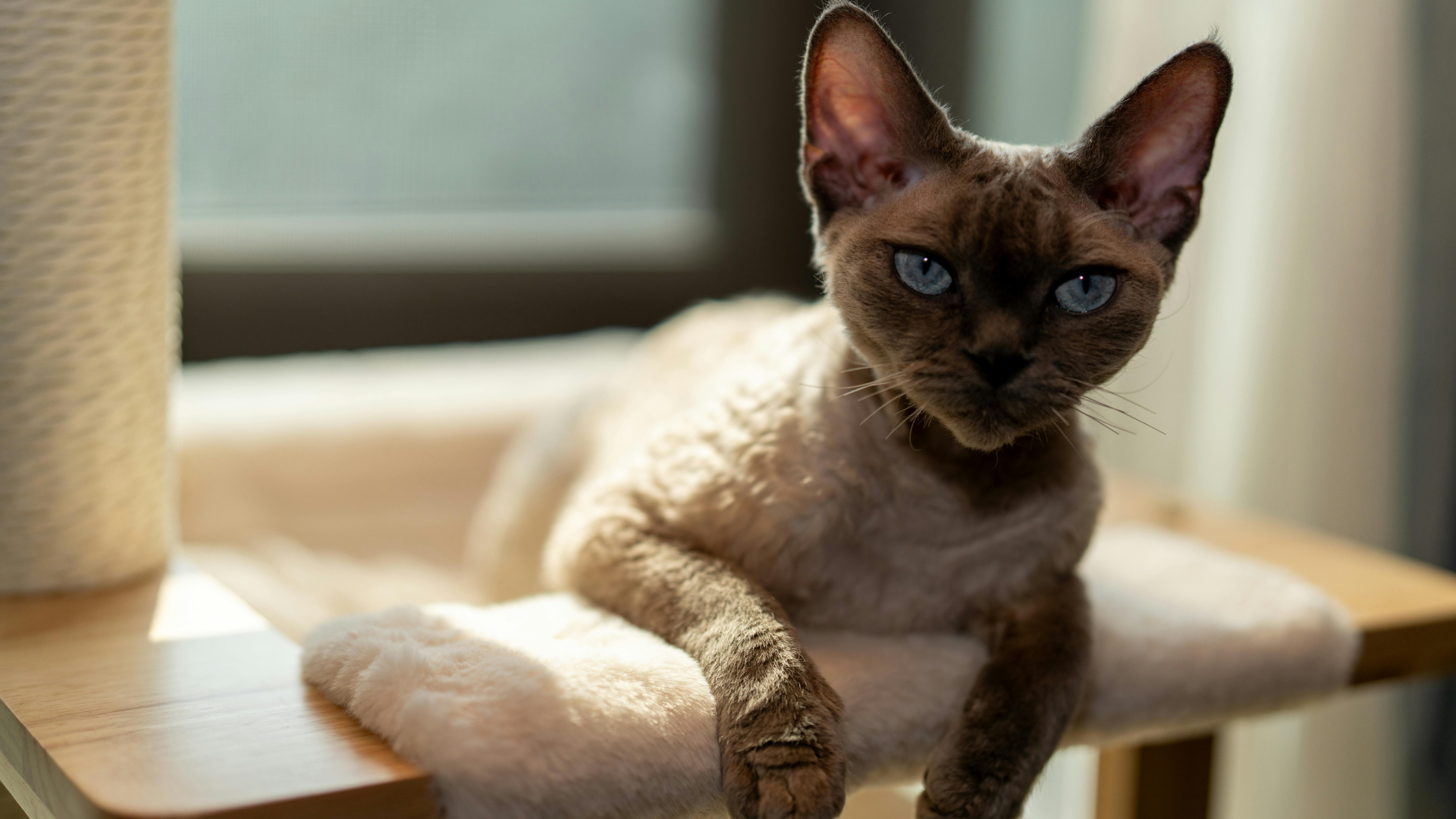 Devon Rex - PetSecur