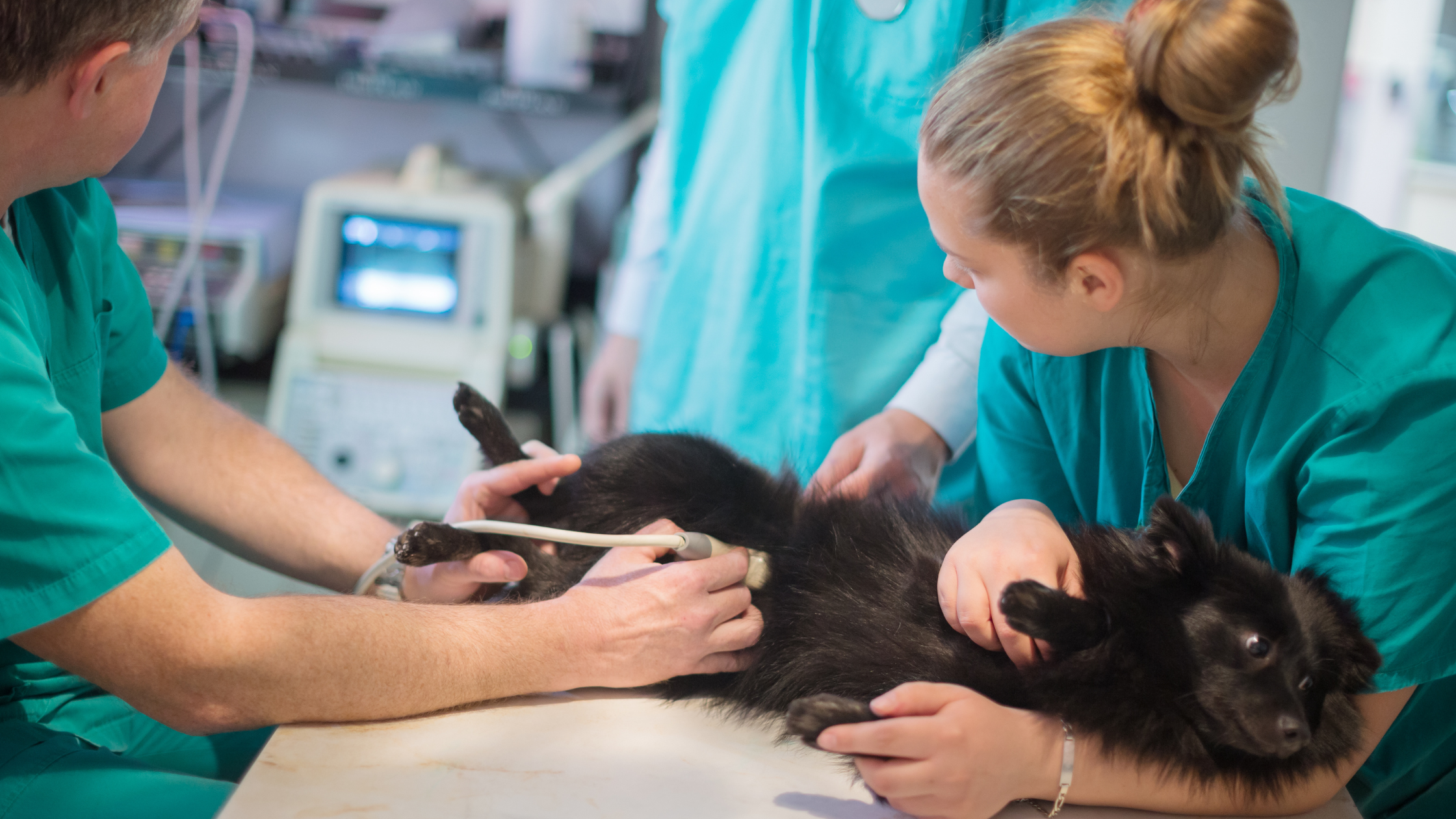 Een zwarte hond ligt op de onderzoekstafel terwijl twee dierenartsen een echo uitvoeren in een dierenkliniek.