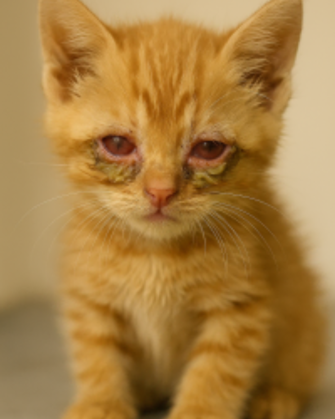 Een jonge oranje kitten met ontstoken en tranende ogen zit rechtop op een zachte ondergrond en kijkt vermoeid in de camera.