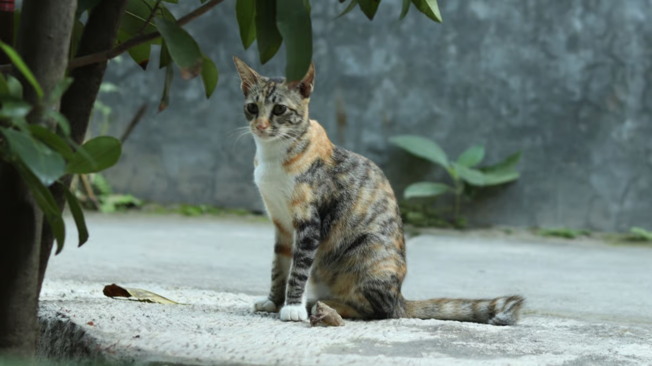 Javanese kat - PetSecur