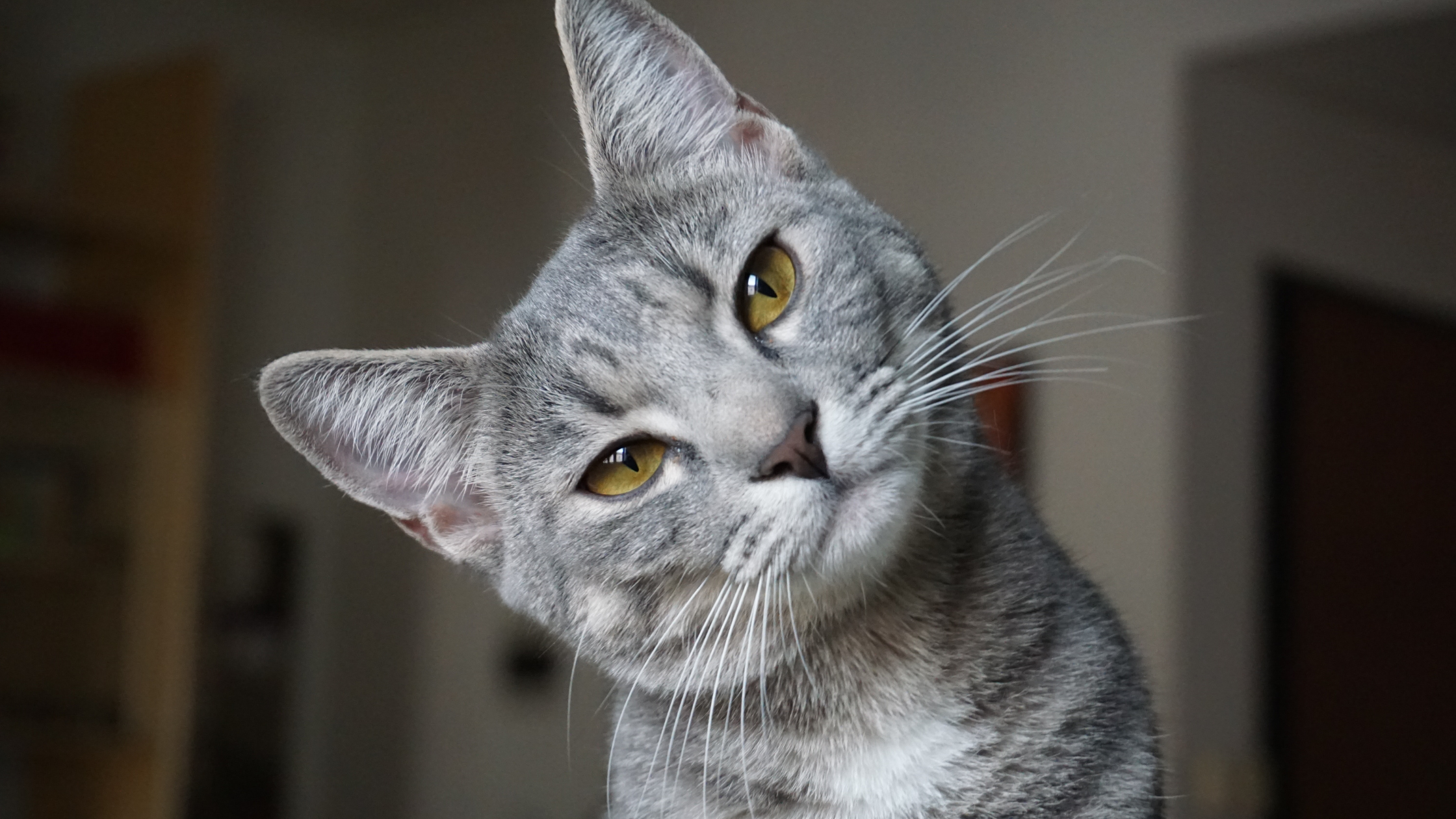 Ocicat PetSecur
