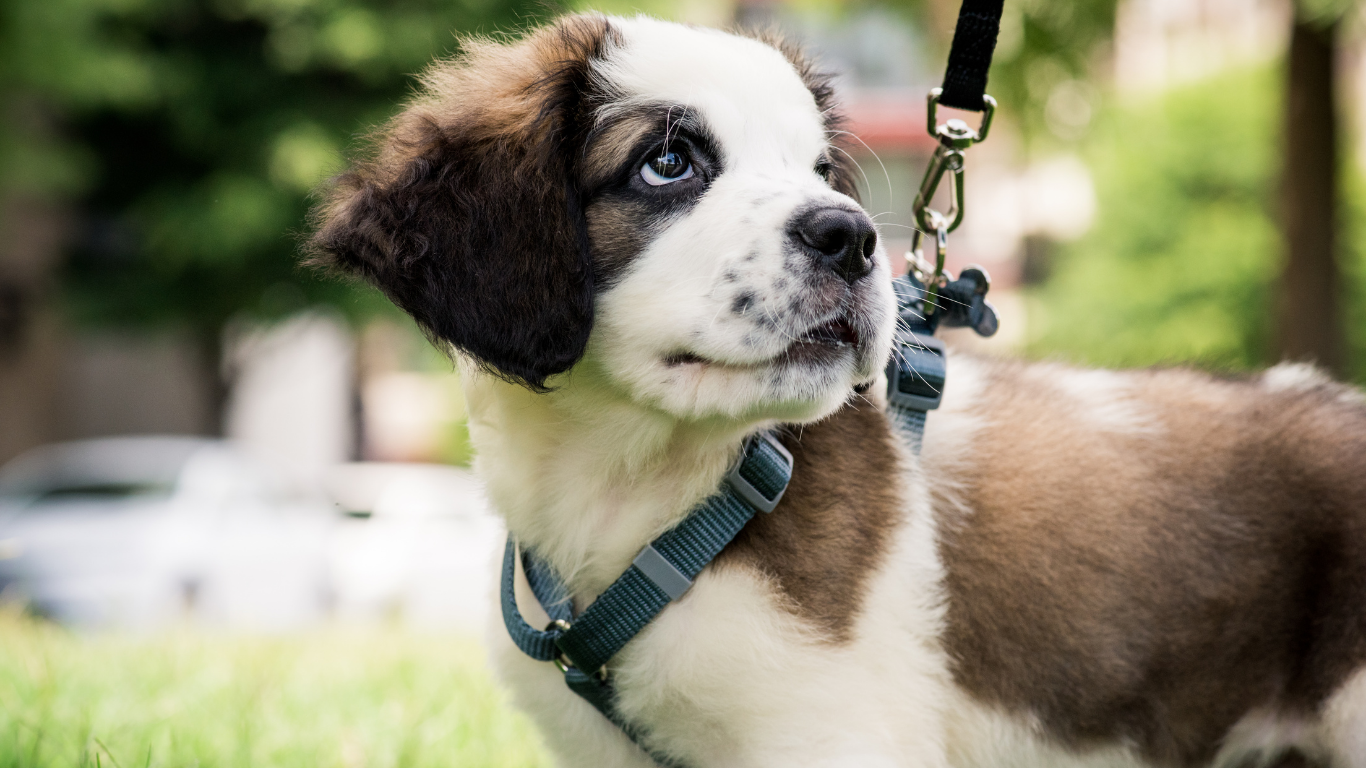 Een Sint Bernard puppy met bruine en witte vacht, draagt een blauw harnas en riem, zit buiten op groen gras en kijkt opzij.
