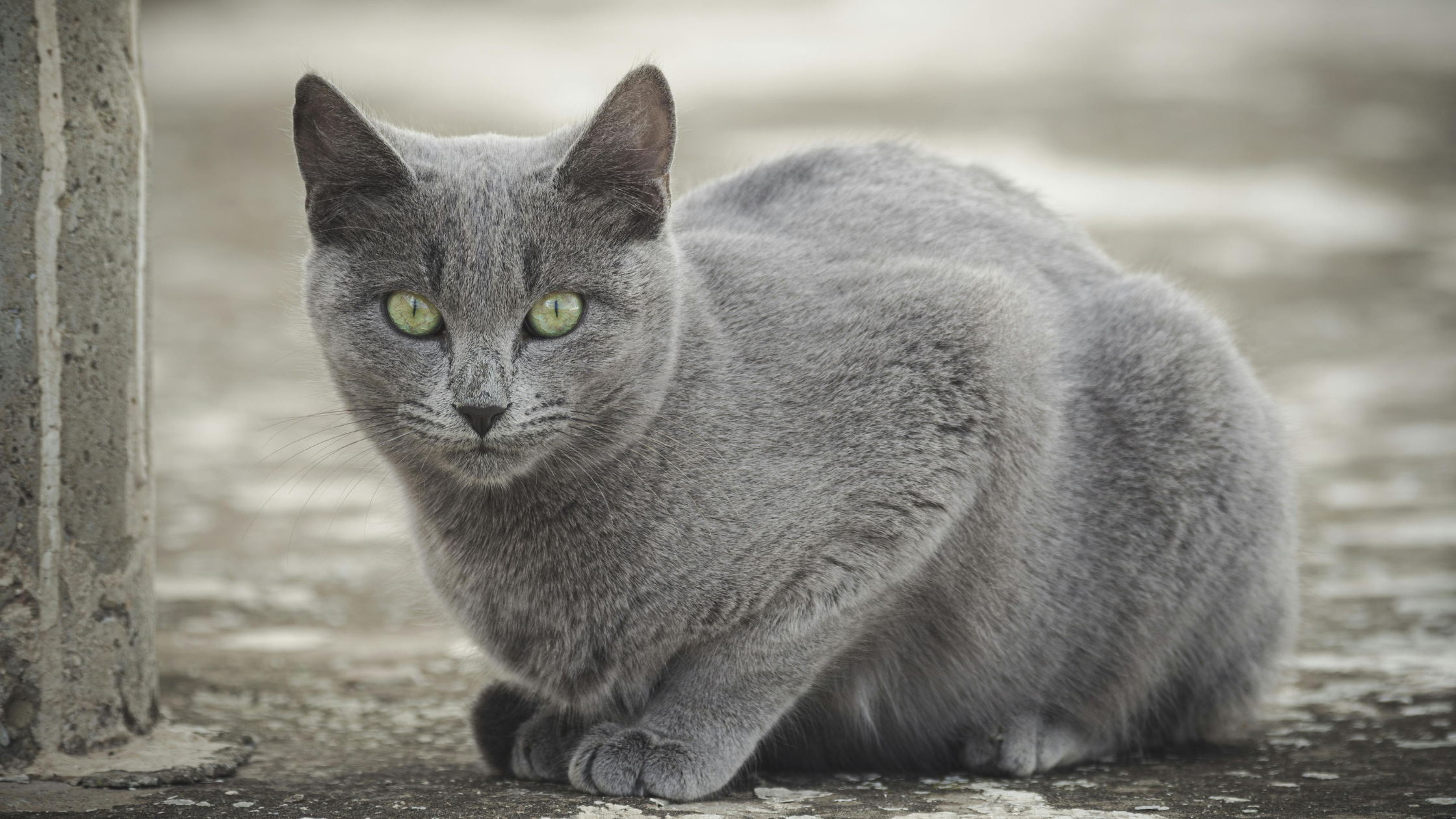 Russisch Blauw-PetSecur