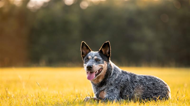 Een blauwgrijs gevlekte hond ligt ontspannen in het gras tijdens zonsondergang, met zijn tong uit en oren rechtop terwijl hij vrolijk in de verte kijkt.