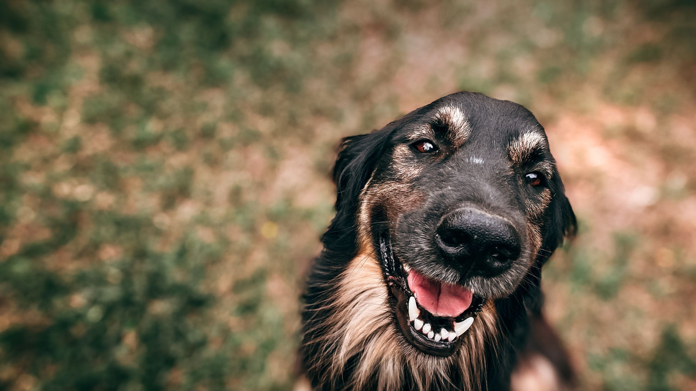 Een vrolijke hond met een donkere vacht kijkt lachend omhoog met zijn bek open en tong iets naar buiten.