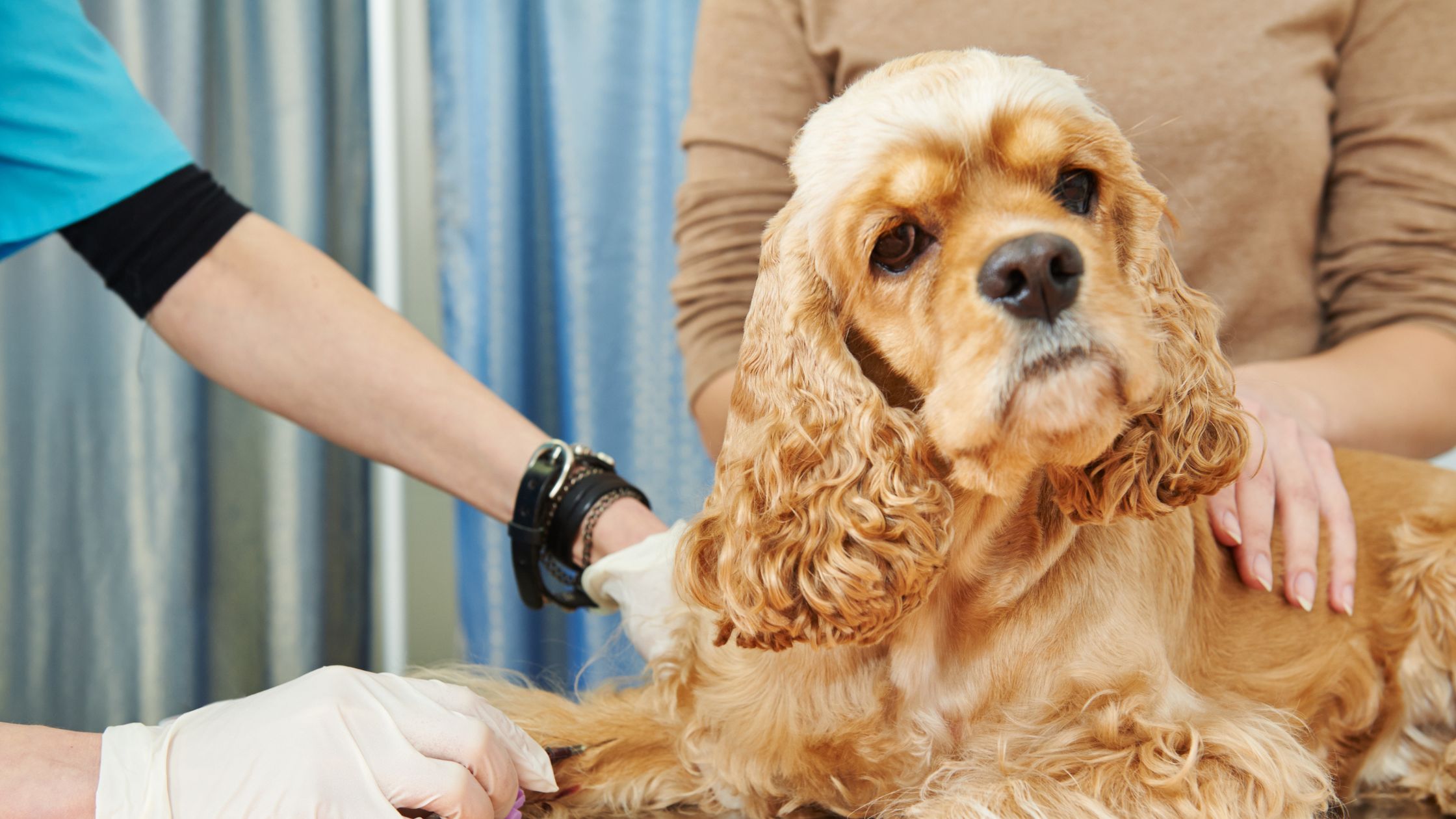 Een lichtbruine cocker spaniel ligt op de onderzoekstafel bij de dierenarts, terwijl een dierenarts met handschoenen bloed afneemt en de eigenaar de hond geruststelt.