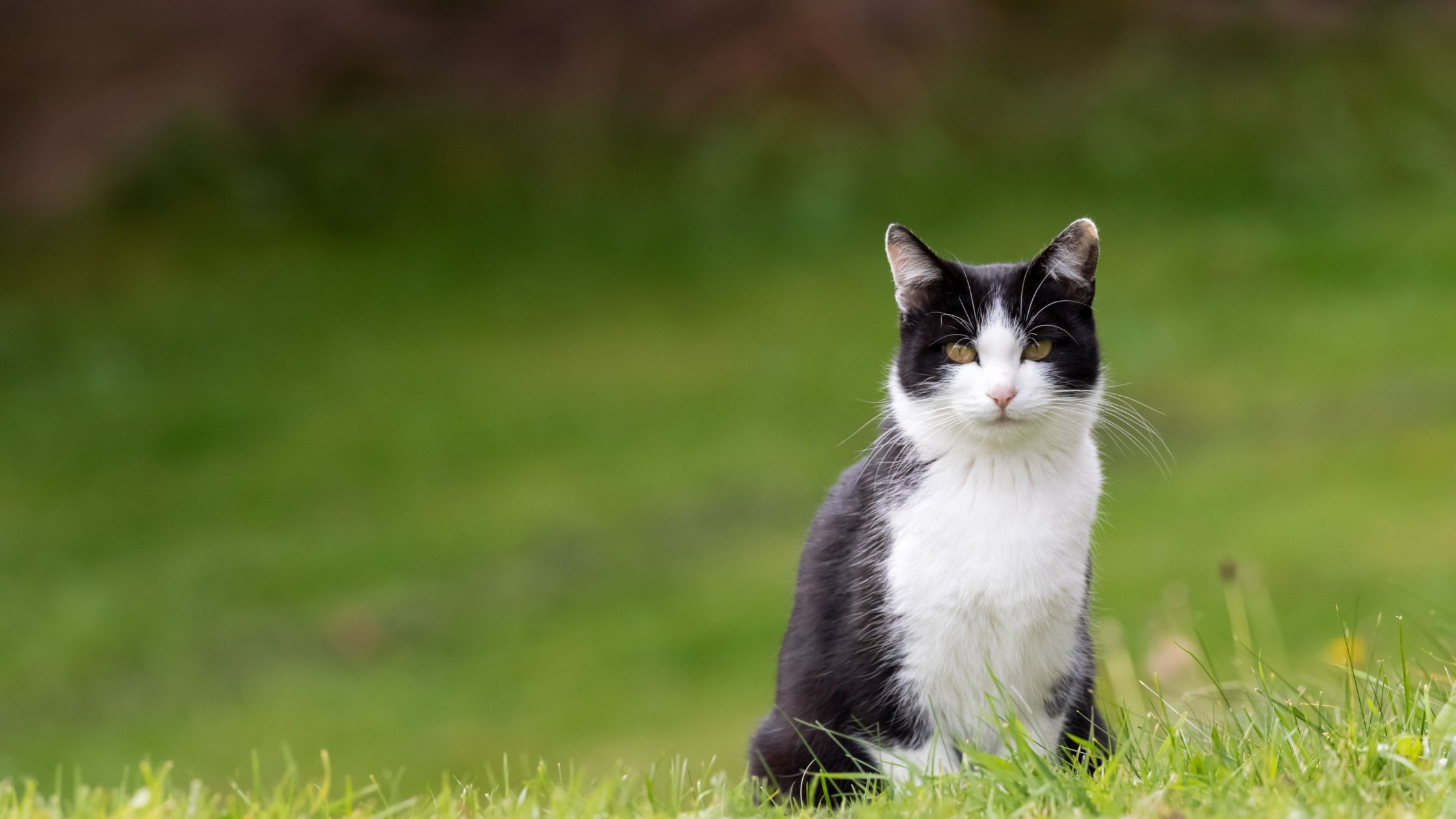 PetSecur steunt Dierentehuis ’s-Hertogenbosch