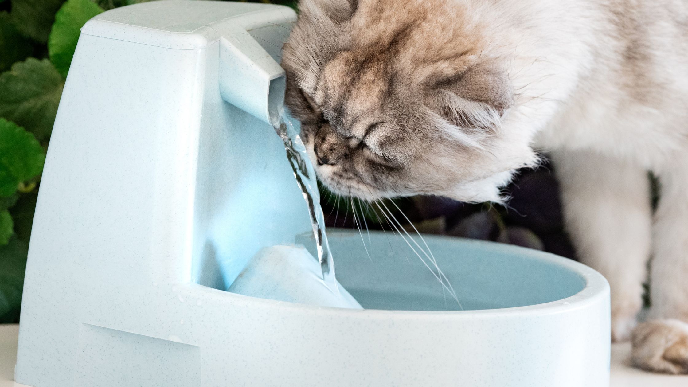 Drinkfontein Kat PetSecur