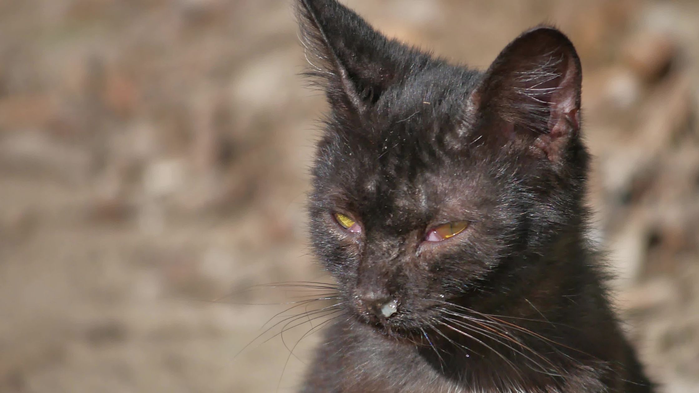 Een zwarte kat met halfgesloten ogen zit buiten in het zonlicht; er is wat afscheiding te zien bij de neus, wat wijst op mogelijke verkoudheid of een infectie.