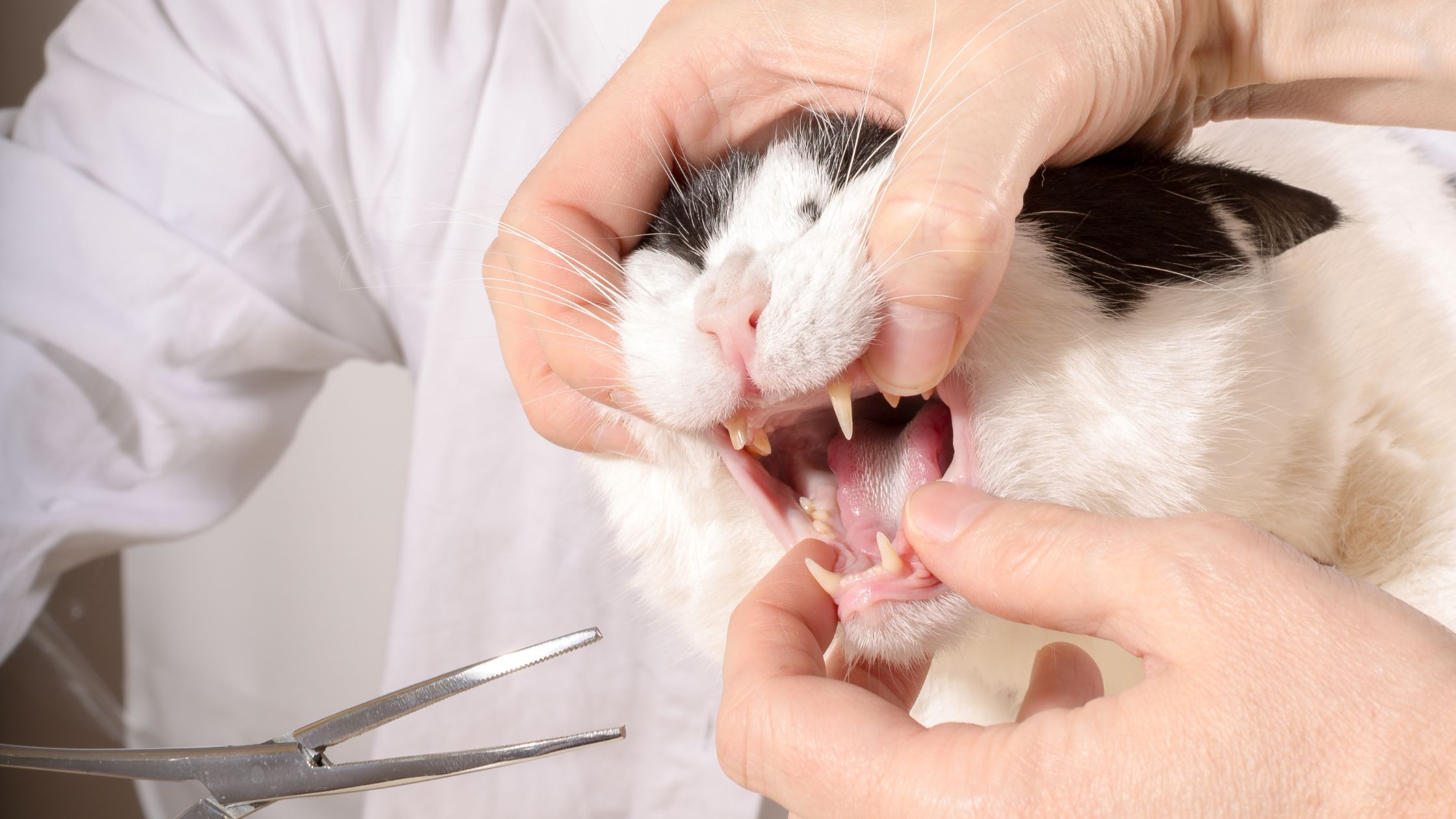 Een dierenarts onderzoekt het gebit van een zwart-witte kat door voorzichtig de bek open te houden, terwijl een tang naast de kat ligt voor de behandeling.
