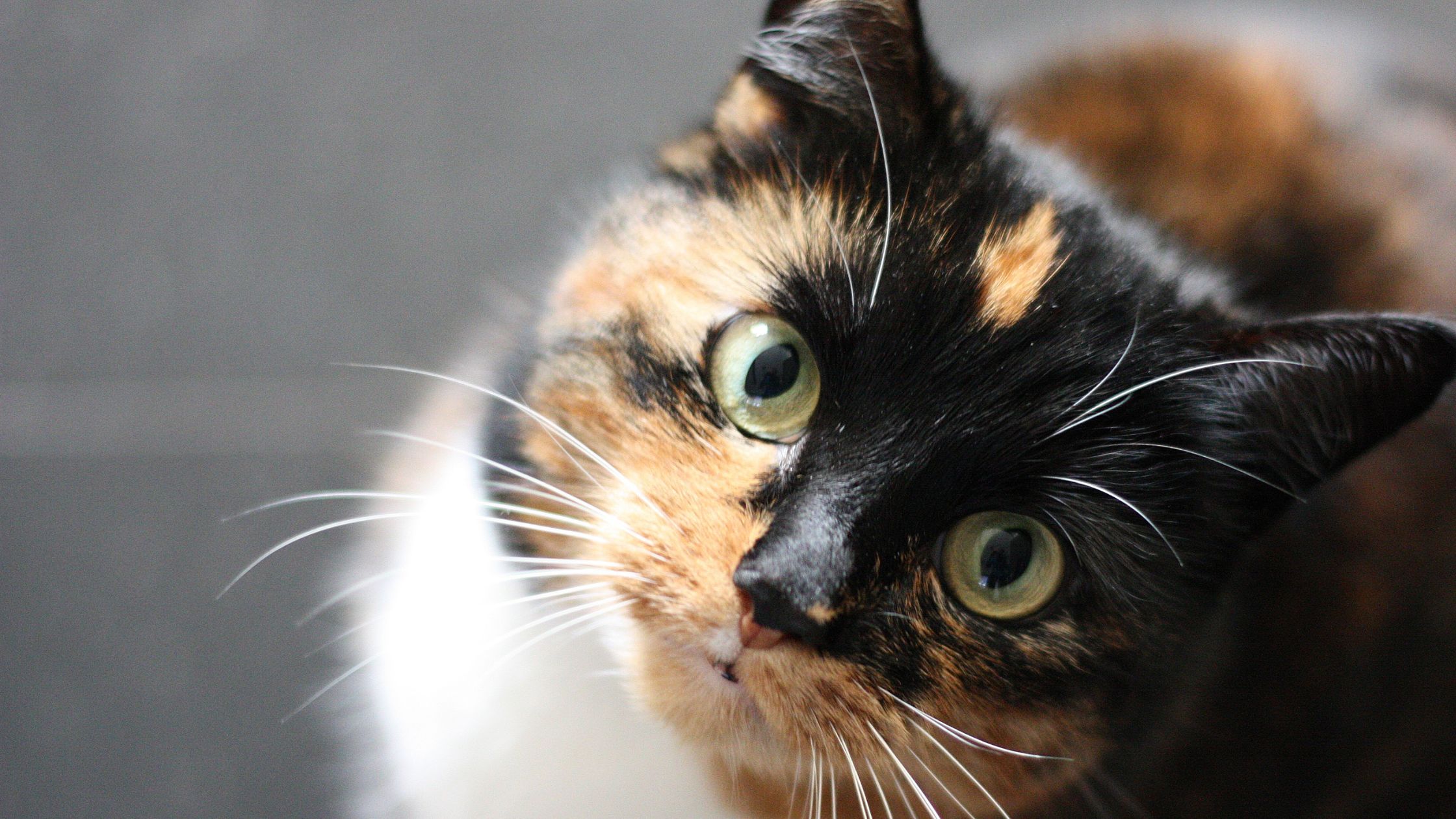 Hoe oud wordt een kat?