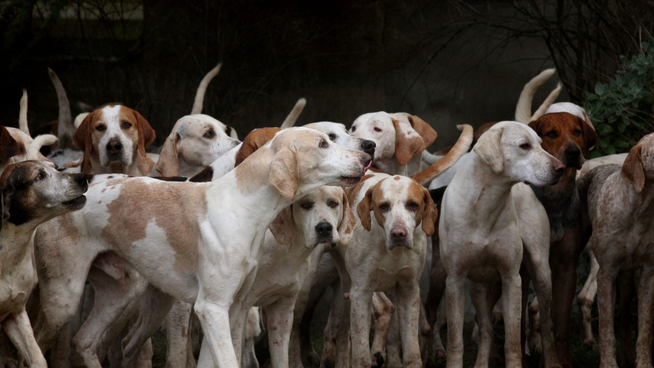 Een roedel jachthonden met witte en bruine vachten staat dicht bij elkaar, alert en met opgerichte staarten, alsof ze ergens op wachten of luisteren.