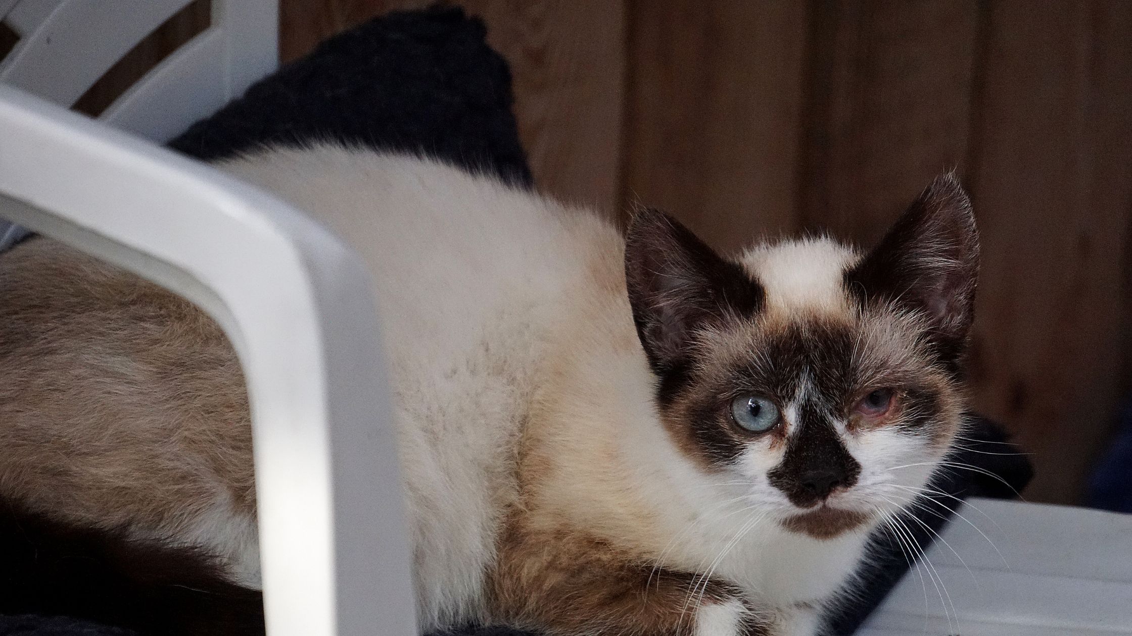 Een jonge kat met een gedeeltelijk ontstoken oog ligt op een donker kussen, terwijl ze met een alerte maar voorzichtige blik de camera aankijkt.