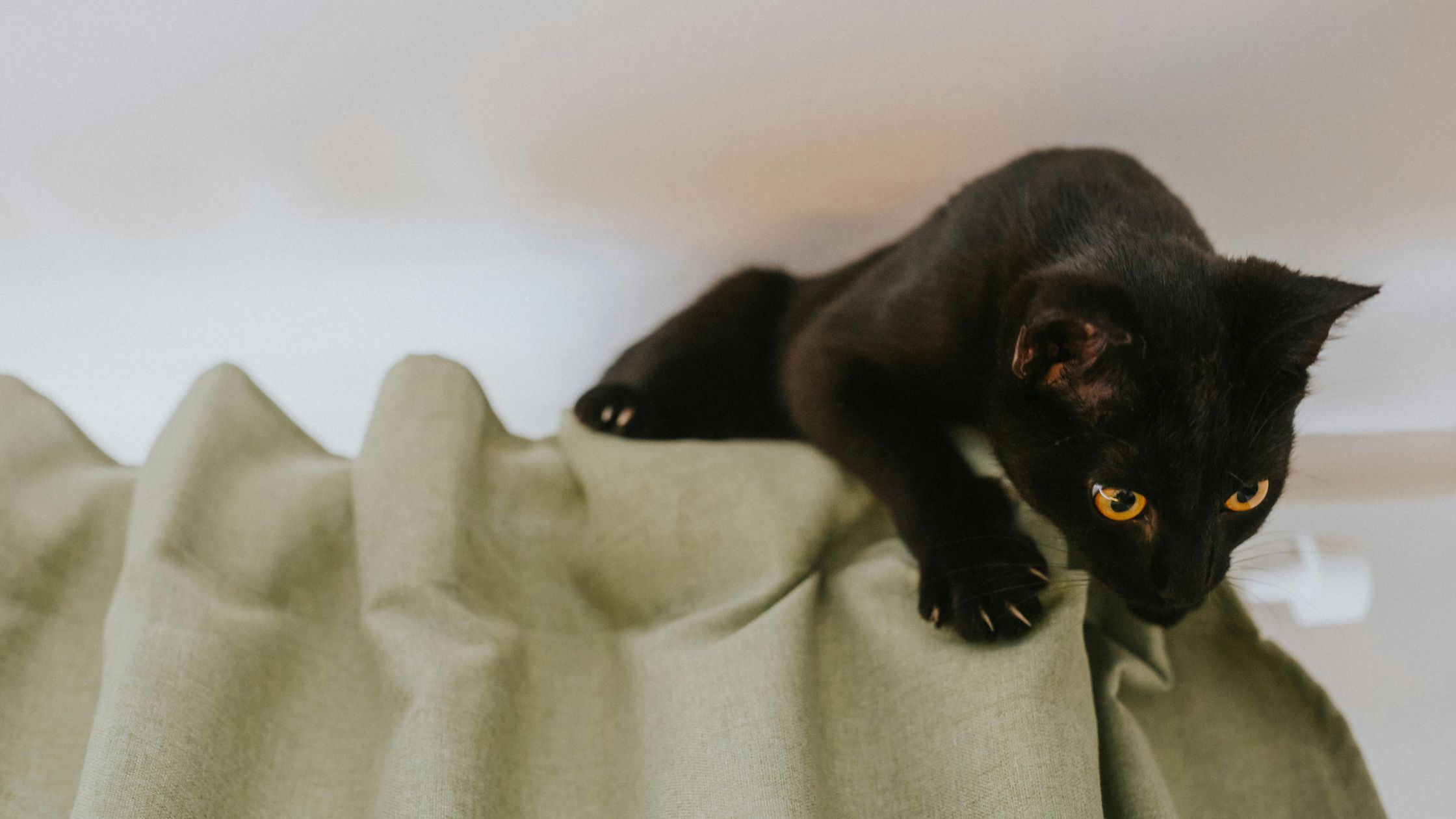 Hoe voorkom je dat een kat in de gordijnen klimt?