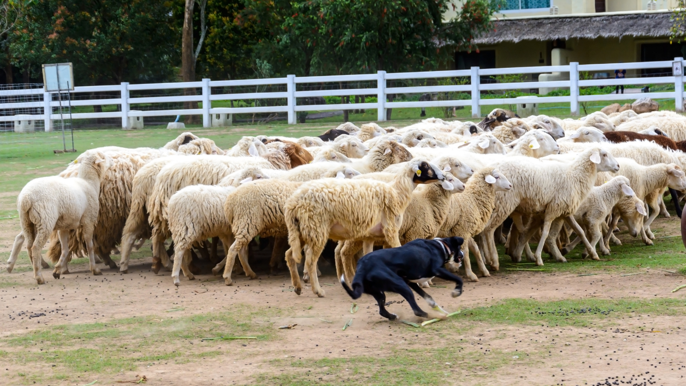 Een zwarte hond hoedt een grote groep schapen in een omheind buitengebied met gras en bomen, terwijl op de achtergrond een gebouw verschijnt.