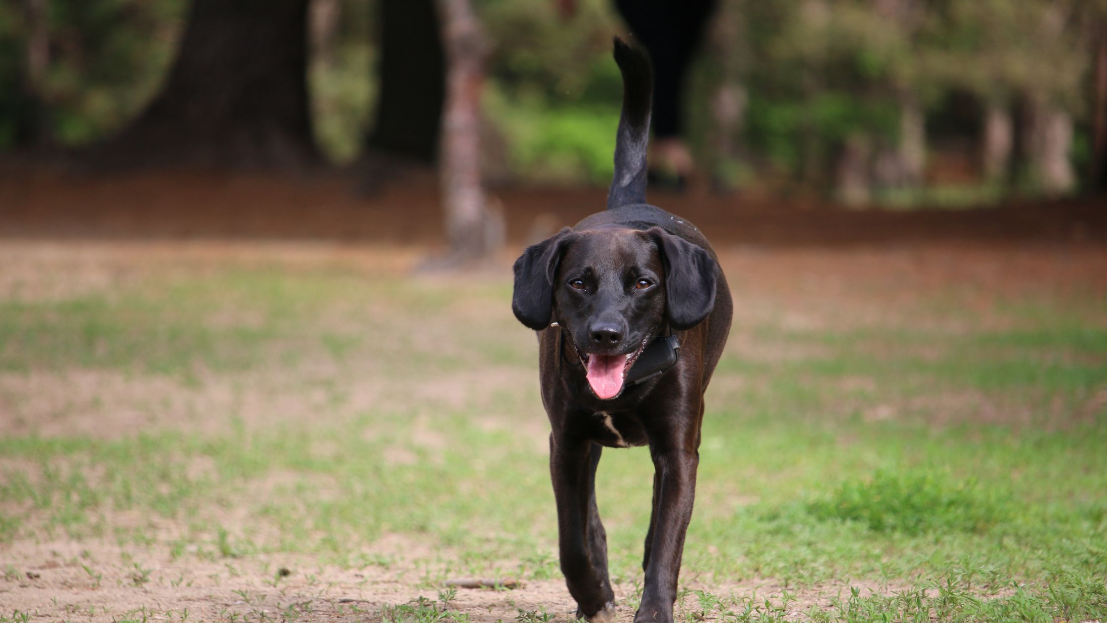 Een zwarte hond loopt vrolijk over een grasveld met zijn tong uit en staart omhoog, terwijl bomen op de achtergrond in zachte focus te zien zijn.
