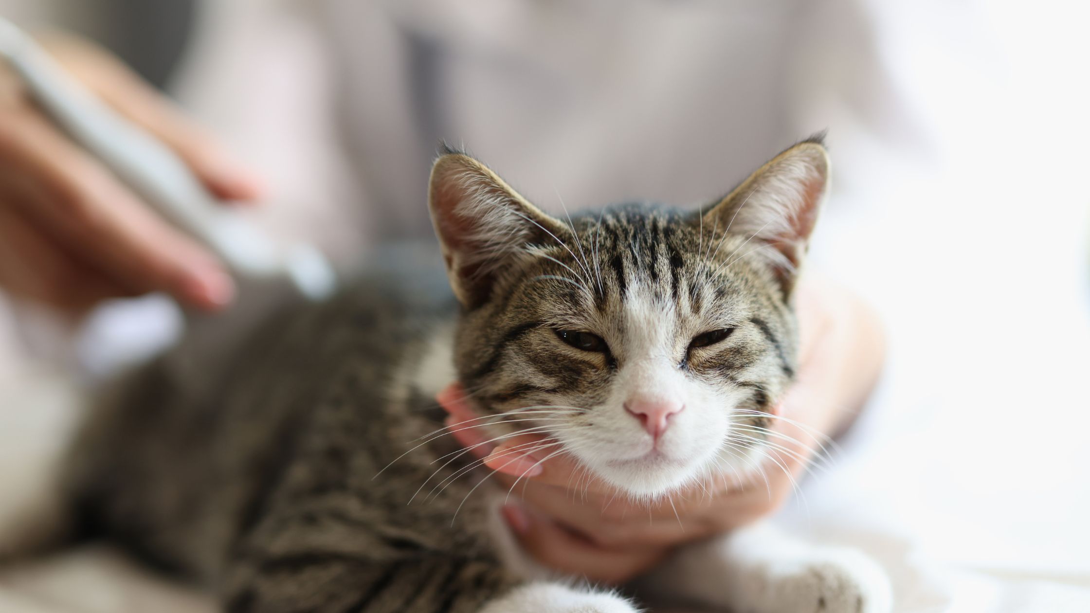 Een dierenarts onderzoekt een ontspannen kat met een stethoscoop, terwijl de kat rustig op de onderzoekstafel ligt.