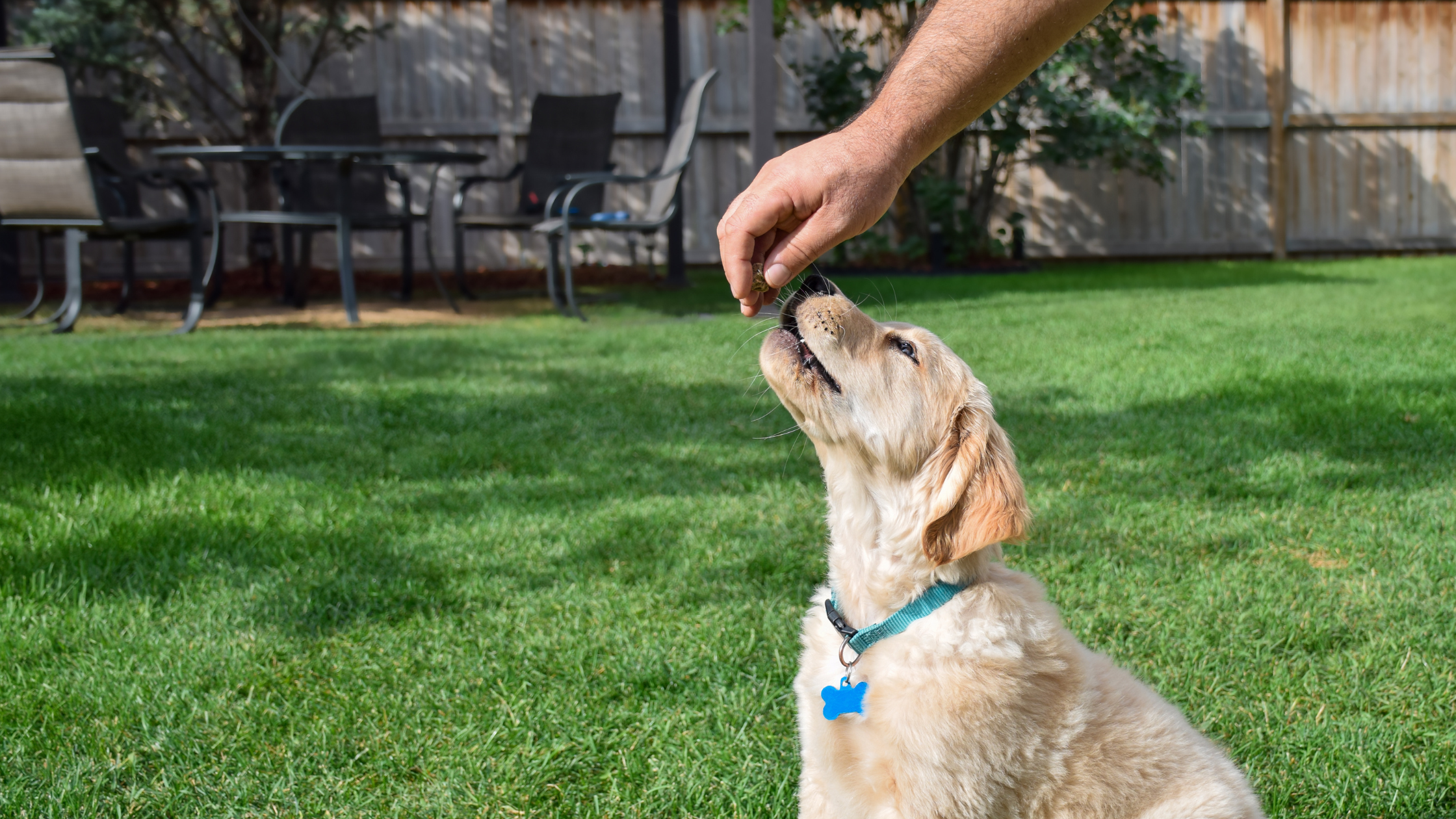 Puppy opvoeden: de complete gids