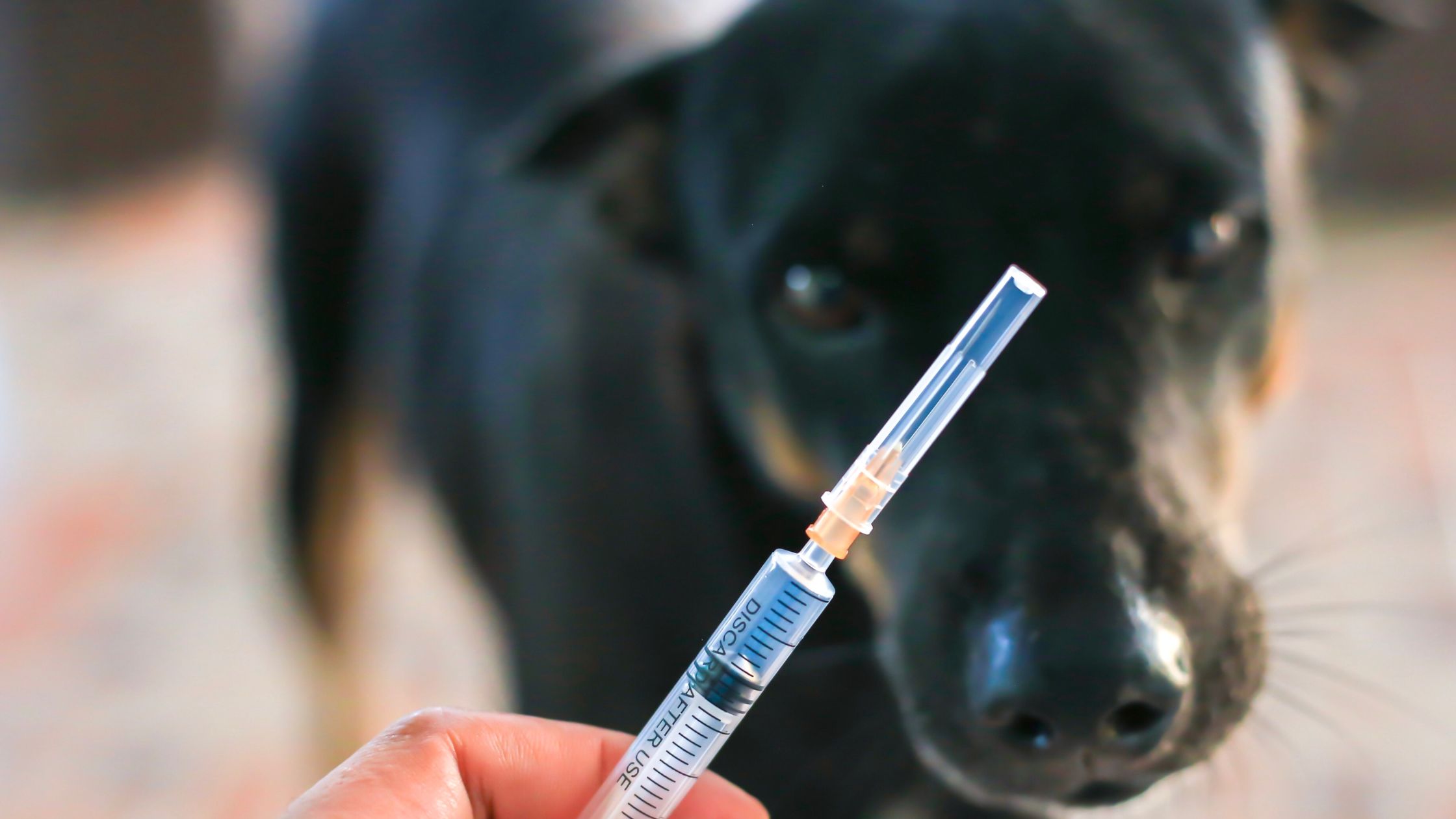 Een hand houdt een injectiespuit vast op de voorgrond, terwijl een zwarte hond op de achtergrond toekijkt met een voorzichtige en nieuwsgierige blik.