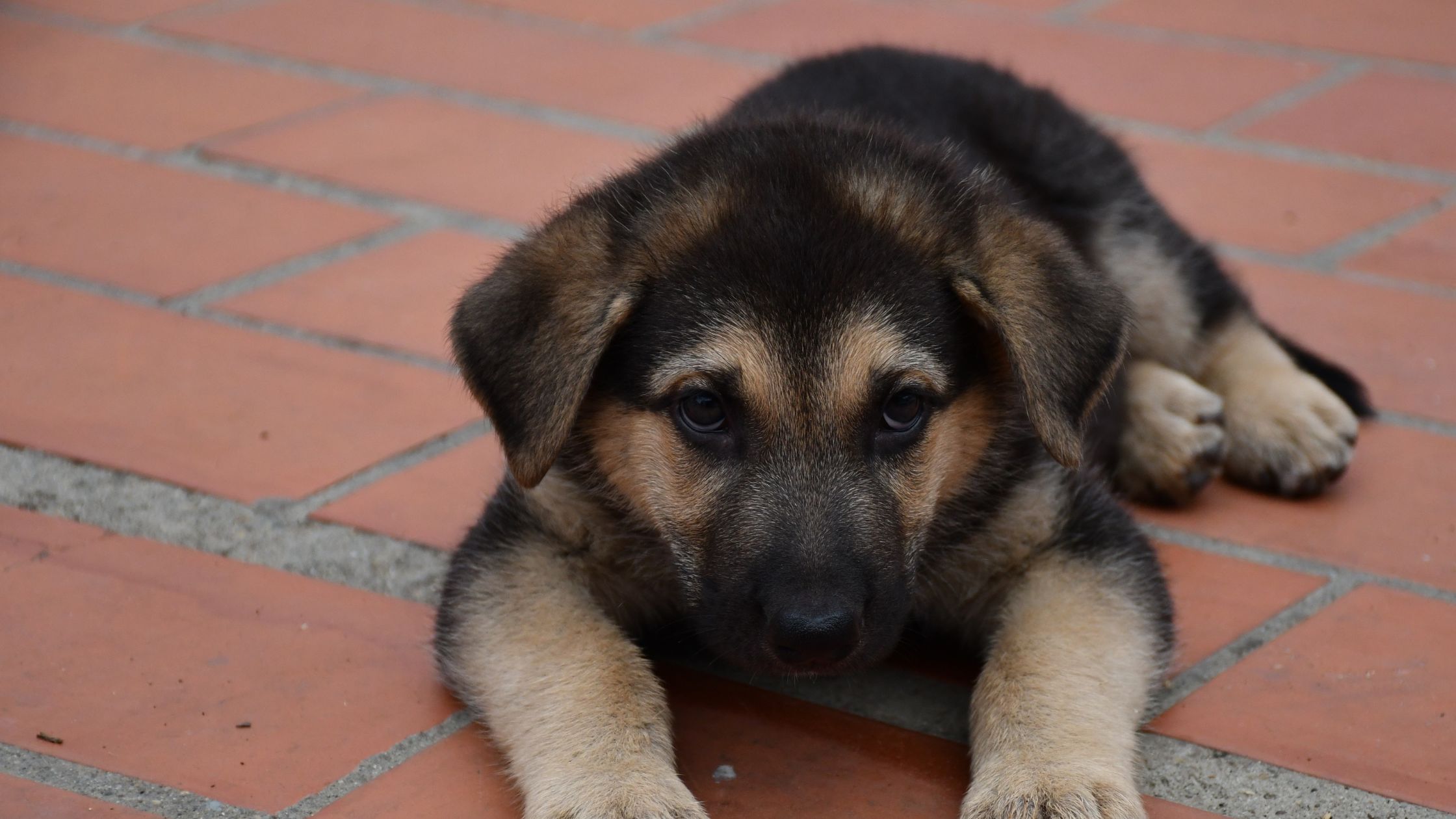 Een jonge Duitse herderpup ligt op een rode tegelvloer en kijkt met grote ogen recht in de camera.