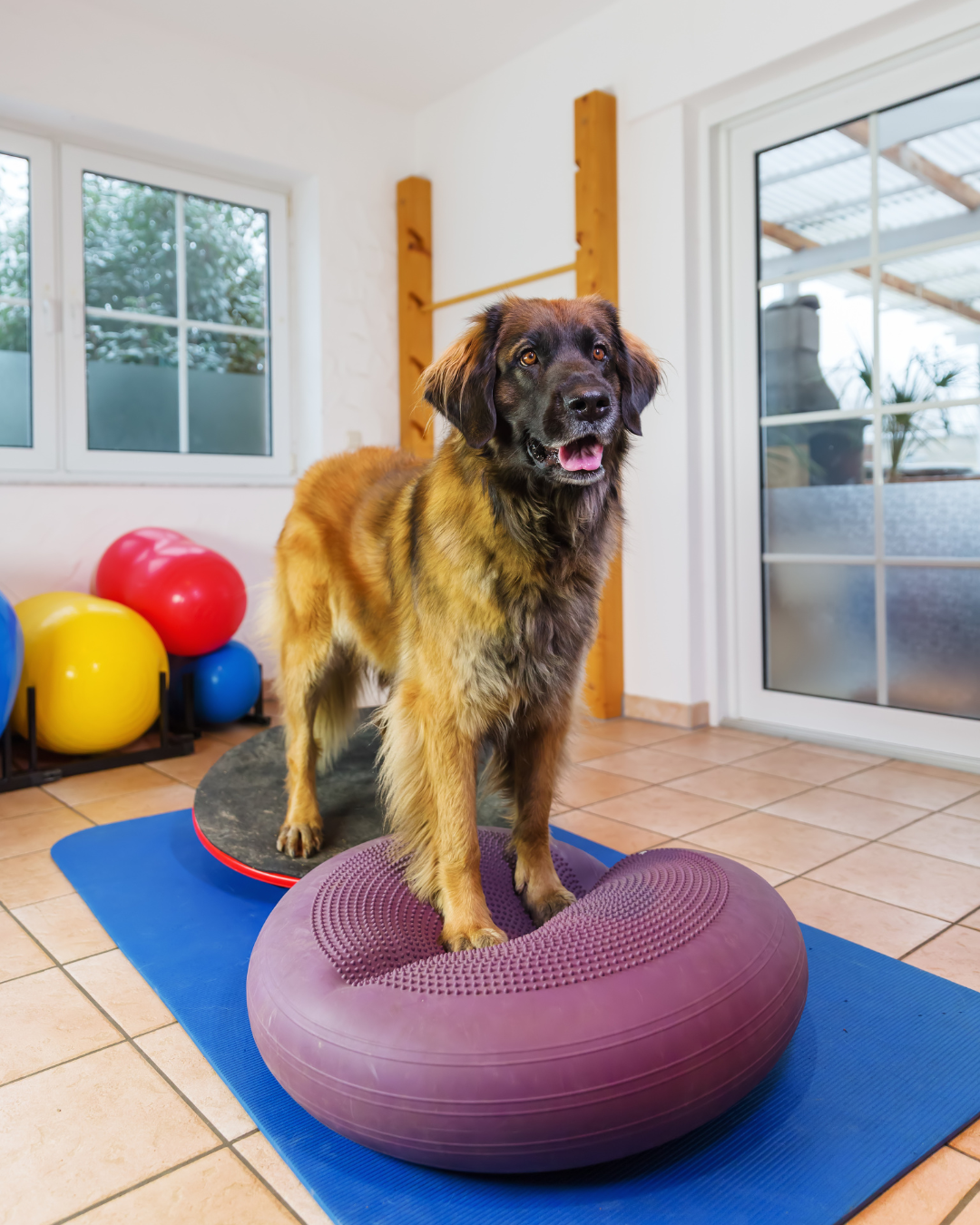 Een grote, bruin-zwarte hond staat op een paar balans- en oefenballen in een lichte kamer. De hond lijkt deel te nemen aan fysiotherapie of balanstraining.