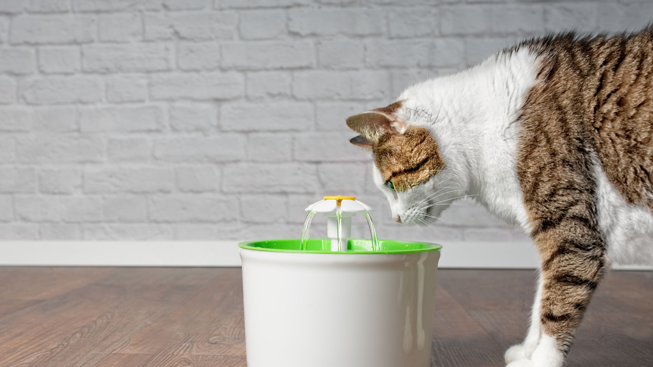 Waarom een stromende water drinkbak onmisbaar is