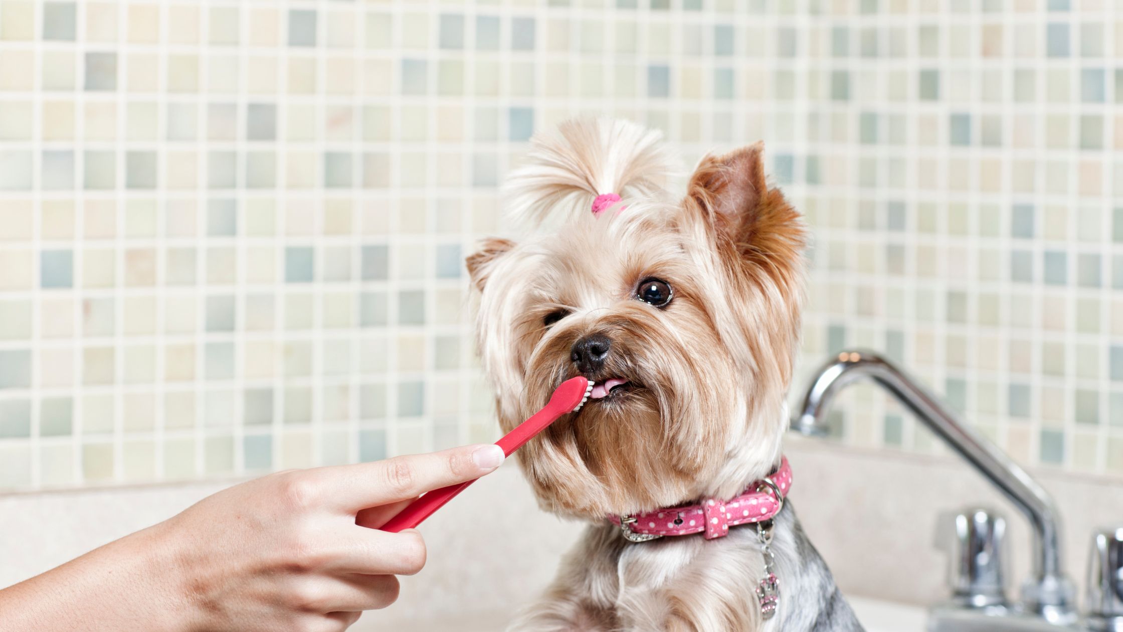 Een kleine hond met een roze halsband en een staartje in het haar zit op het aanrecht terwijl iemand voorzichtig zijn tanden poetst met een rode tandenborstel.