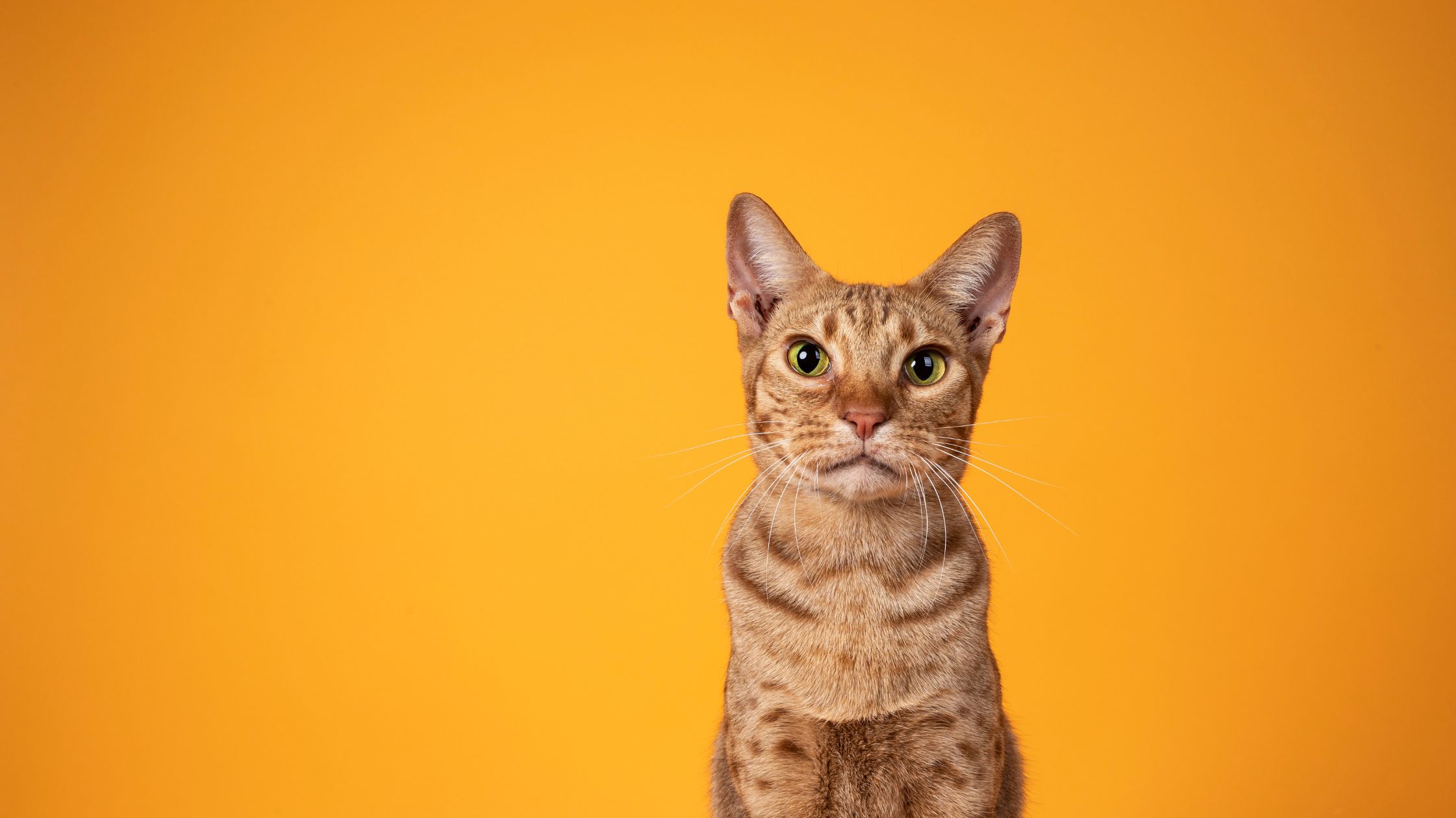 Top 10 hypoallergene katten