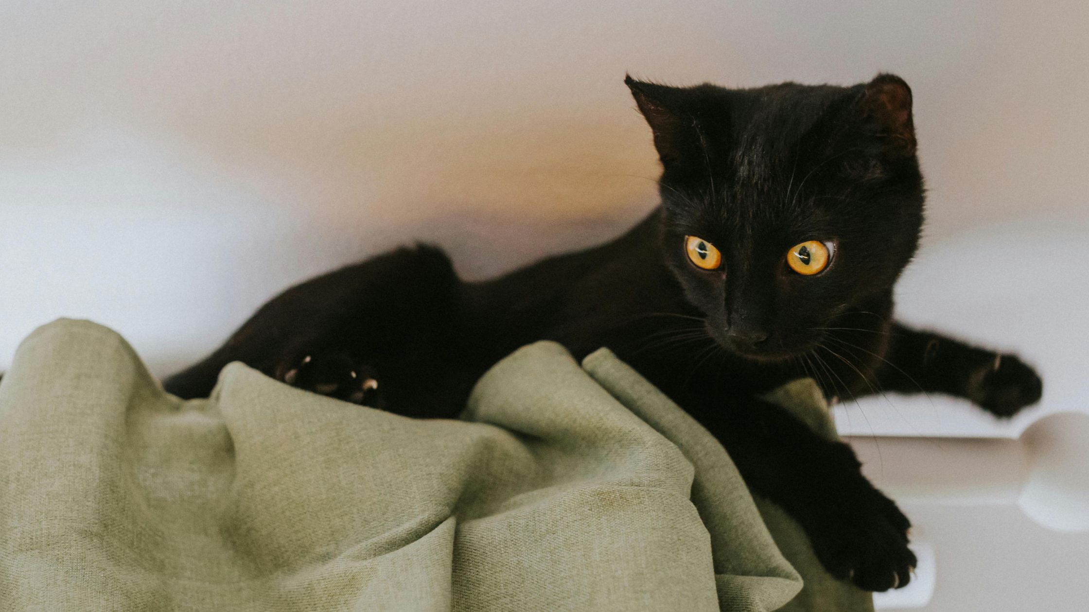 Waarom klimt mijn kat in de gordijnen PetSecur