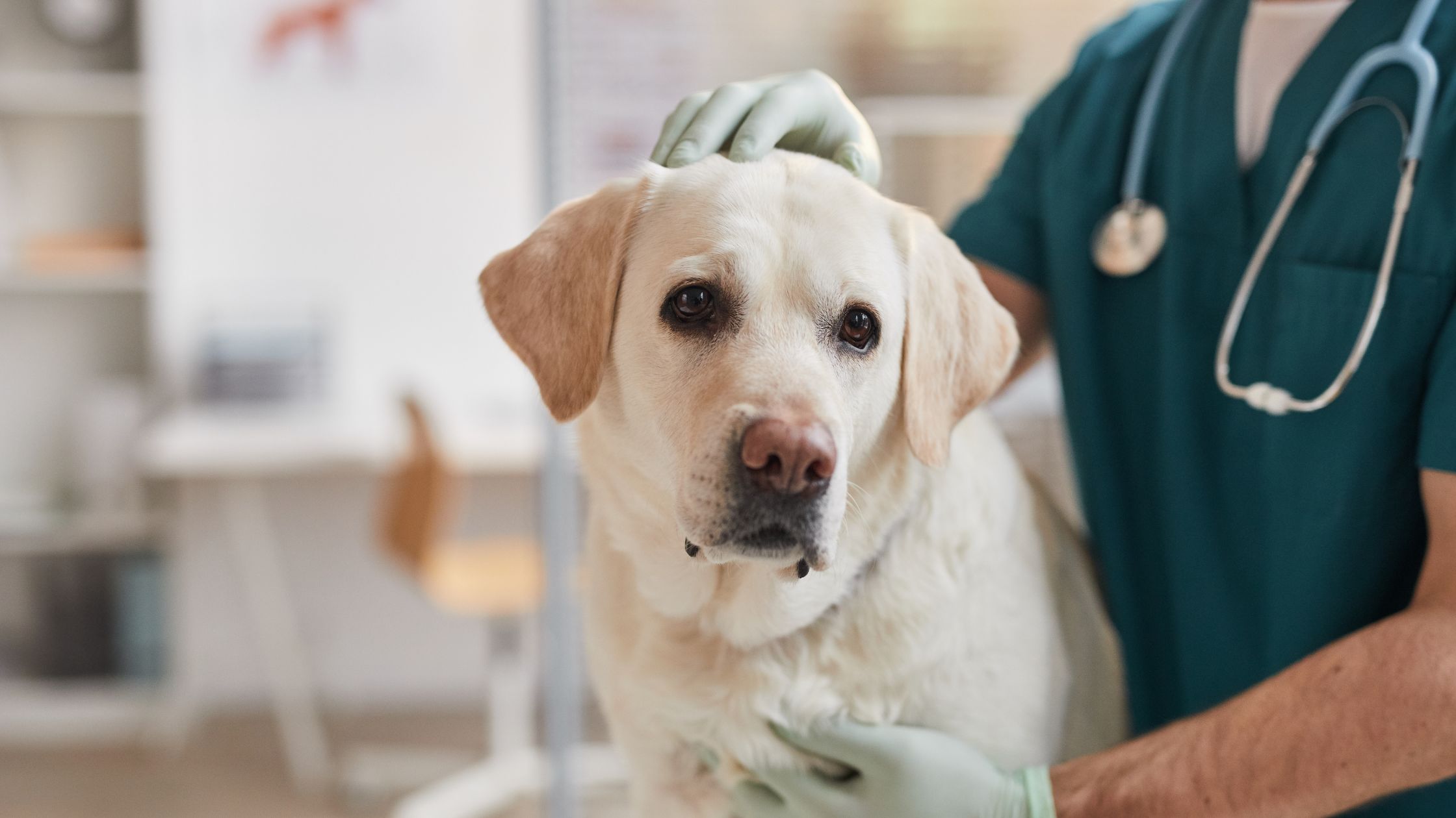 Wat kost een dierenartsbezoek in 2026?