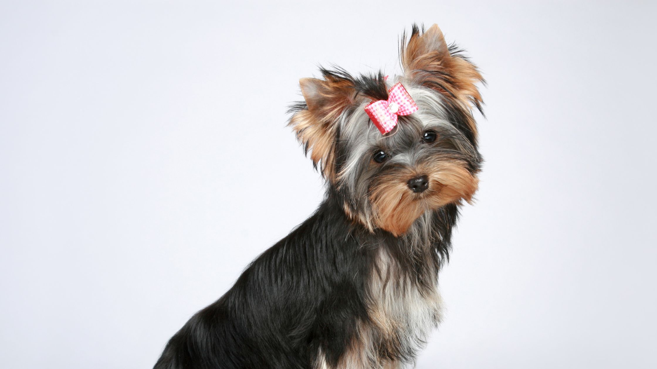 Wat kost een Yorkshire Terrier PetSecur