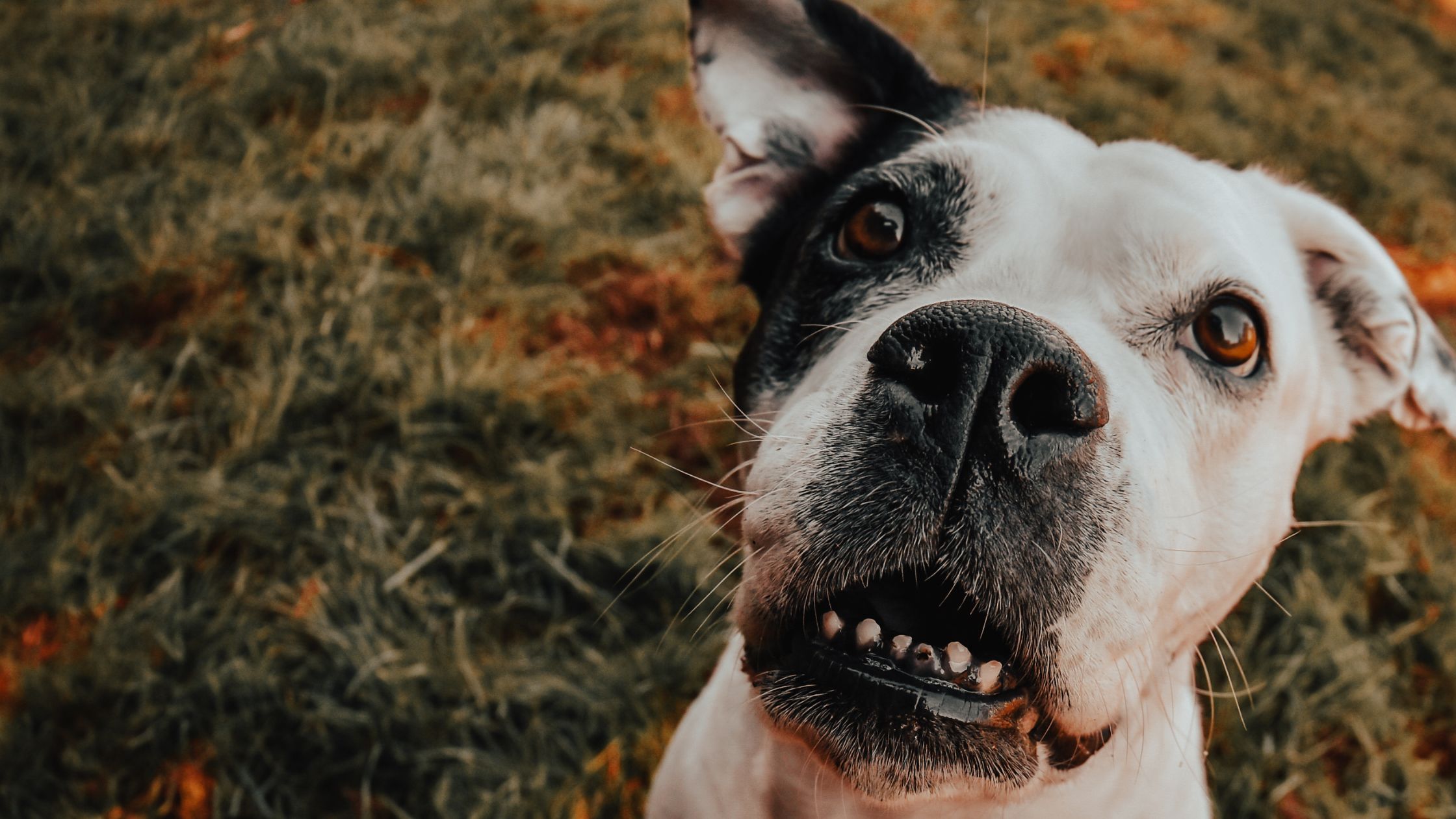 10 tips om het gebit van je hond gezond te houden