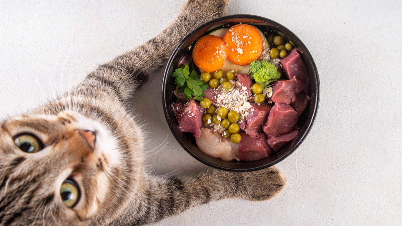 Een kat kijkt nieuwsgierig omhoog terwijl haar poten naast een kom met rauw vlees, eidooiers, erwten en groenten staan. De kom lijkt gevuld met vers bereide kattenvoeding.
