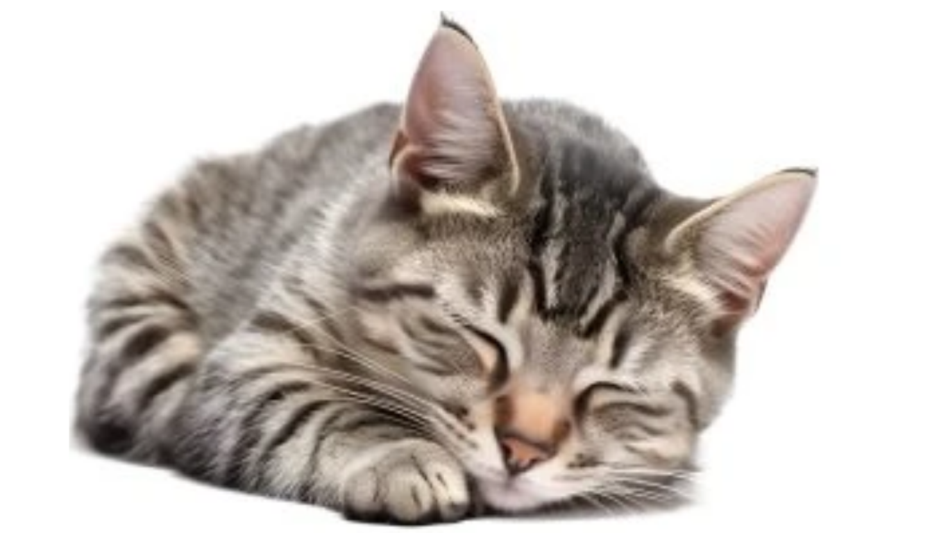 Een grijs gestreepte kat ligt op haar zij met gesloten ogen en lijkt vredig te slapen. De achtergrond is effen wit.