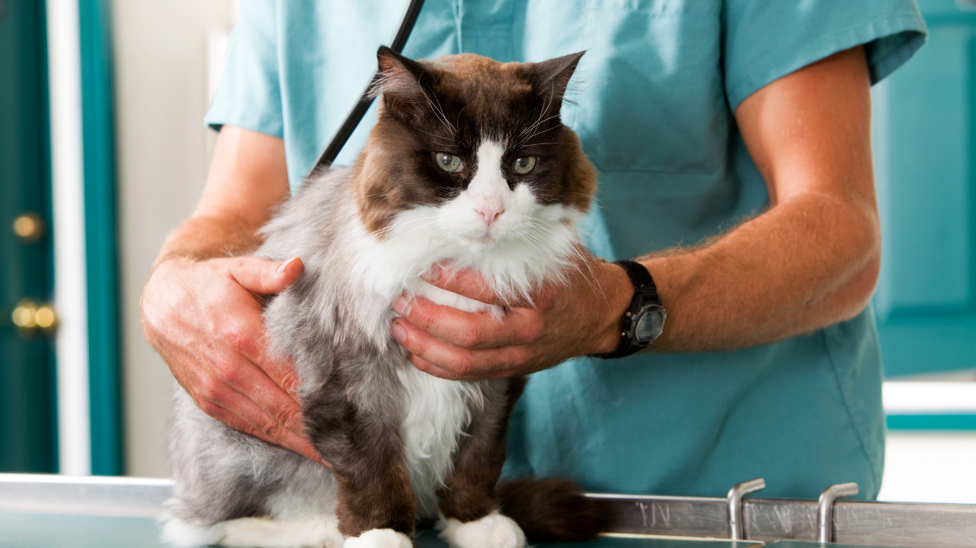 Een langharige kat met een wit-bruine vacht zit op een onderzoekstafel terwijl een dierenarts haar voorzichtig vasthoudt voor onderzoek. De kat kijkt recht voor zich uit.