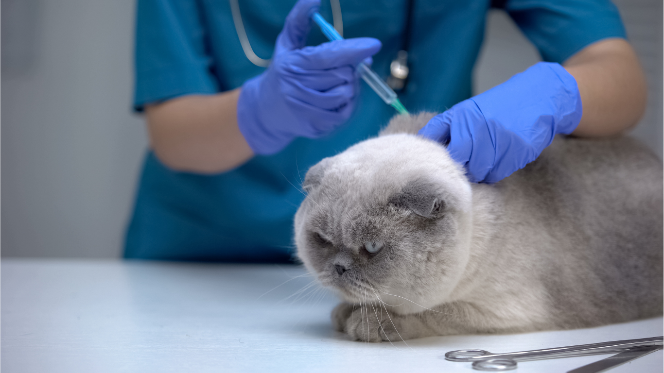Een grijs-witte kat zit op een onderzoekstafel terwijl een dierenarts met blauwe handschoenen een injectie toedient in de huid van haar nek. De kat kijkt naar beneden en lijkt rustig.