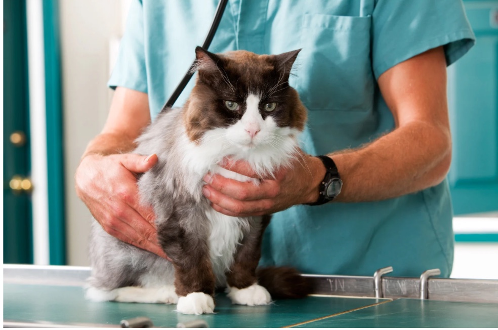 Artrose bij katten