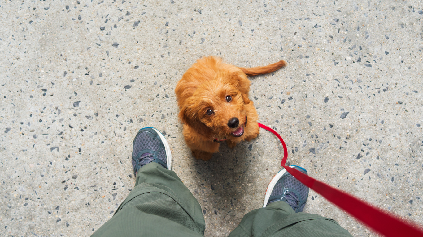 Vanuit bovenaf gezien kijkt een kleine, bruine hond met een rode riem omhoog naar zijn eigenaar die tegenover hem staat op een betonnen ondergrond.