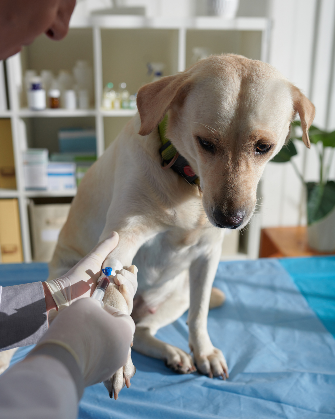 Een gele labrador zit op een onderzoekstafel terwijl een dierenarts bloed afneemt uit zijn poot met een injectiespuit. De hond draagt een groene halsband en kijkt naar beneden.