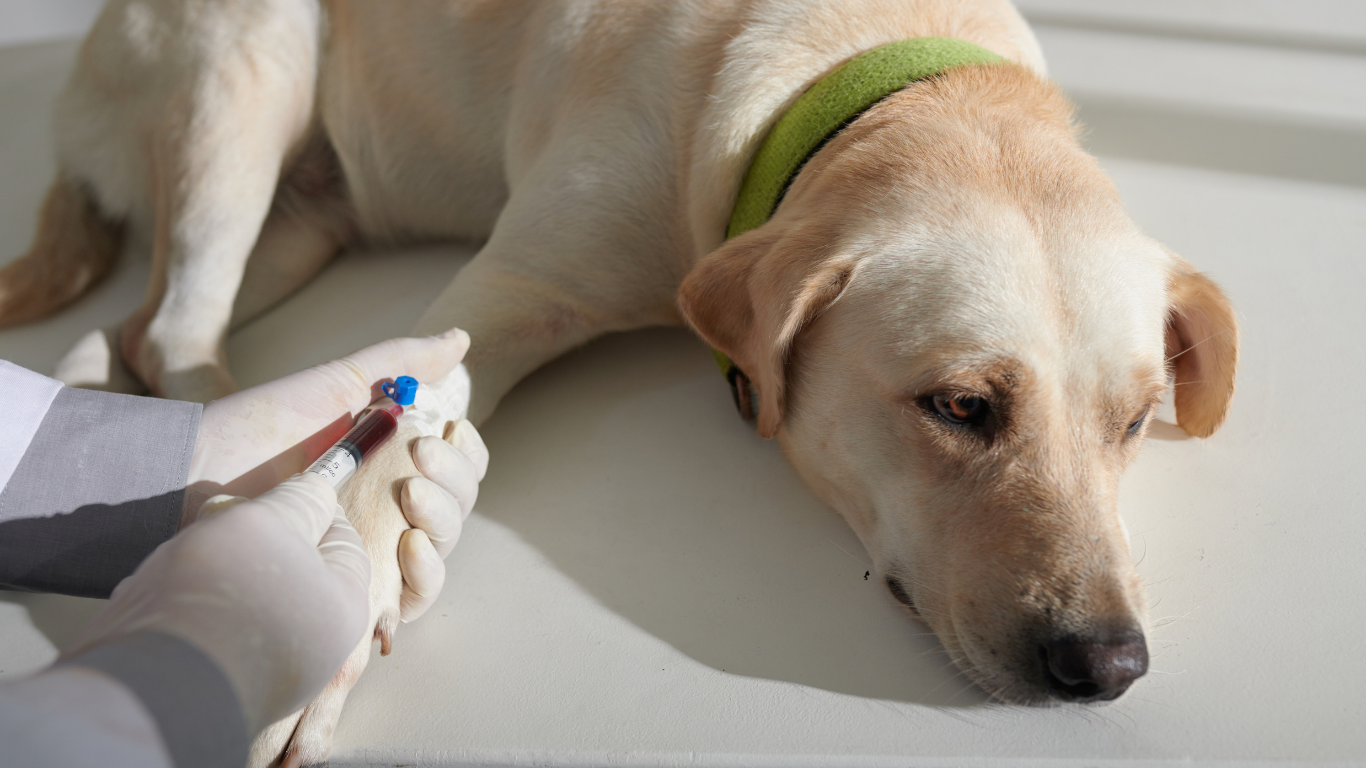 Een gele labrador ligt op een tafel terwijl een dierenarts bloed afneemt uit zijn poot met een injectiespuit. De hond draagt een groene halsband en kijkt rustig weg.